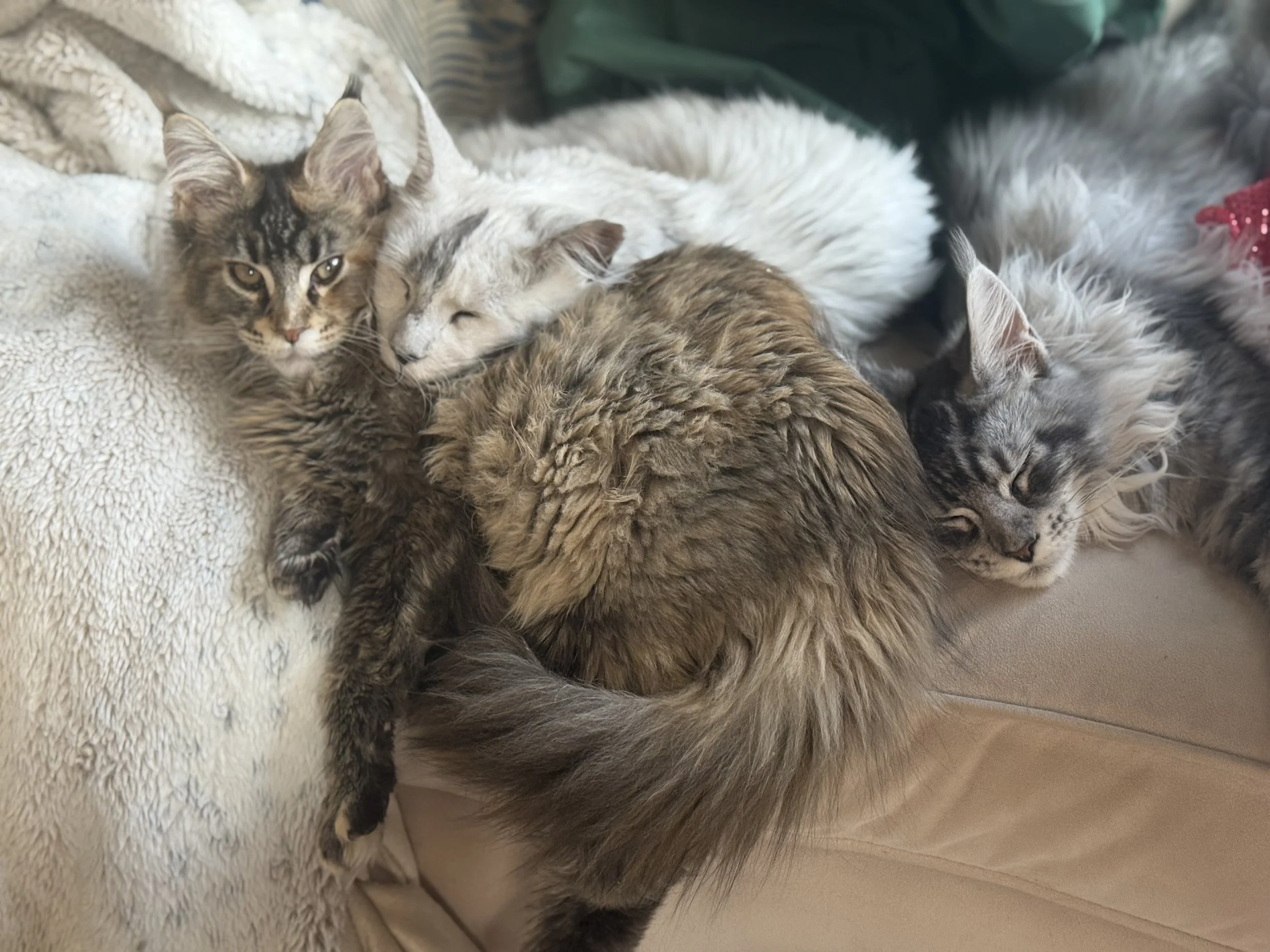Five Maine Coon cats cuddling together on a couch, resting and sleeping - Mainecoon Gods LLC