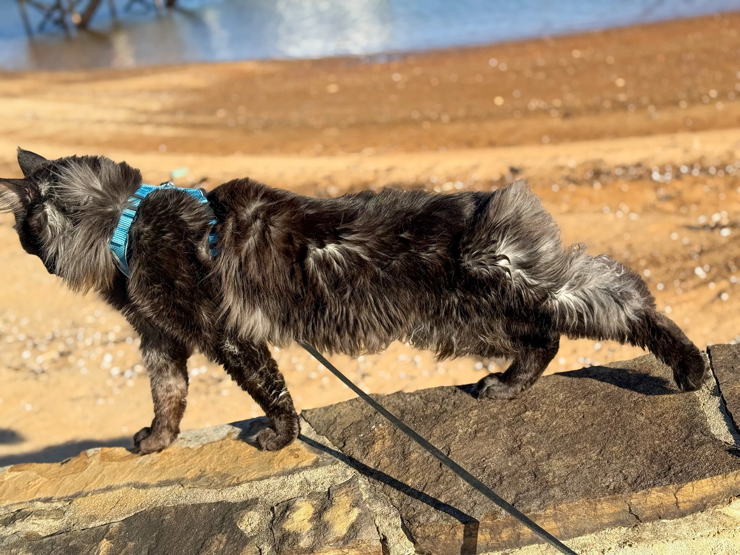 A long-haired gray and black cat with a blue collar walking on a rocky ledge outdoors.