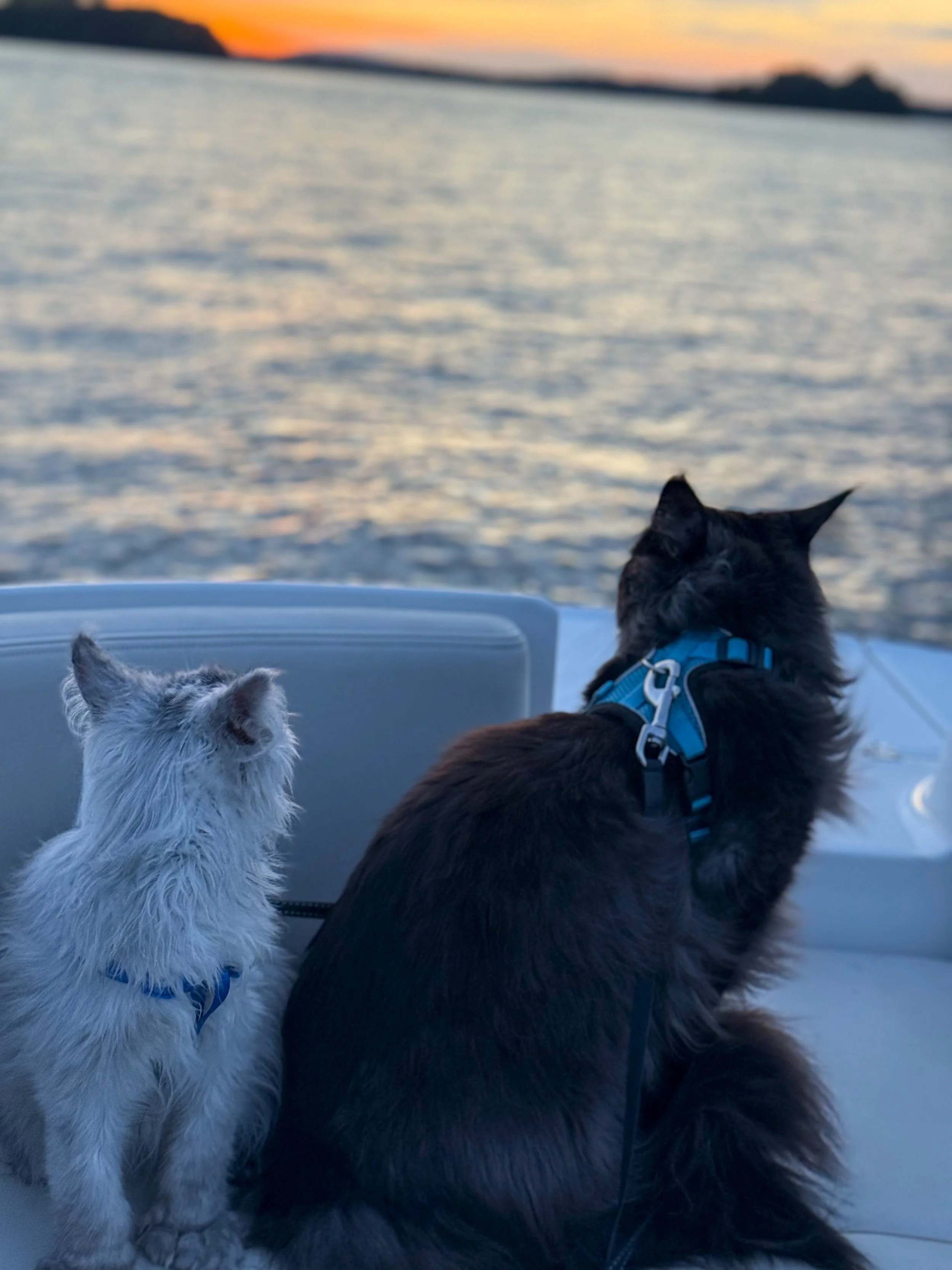 A white long-haired cat and a black tabby cat sitting side by side on a boat, looking at a sunset over a body of water with distant landforms.