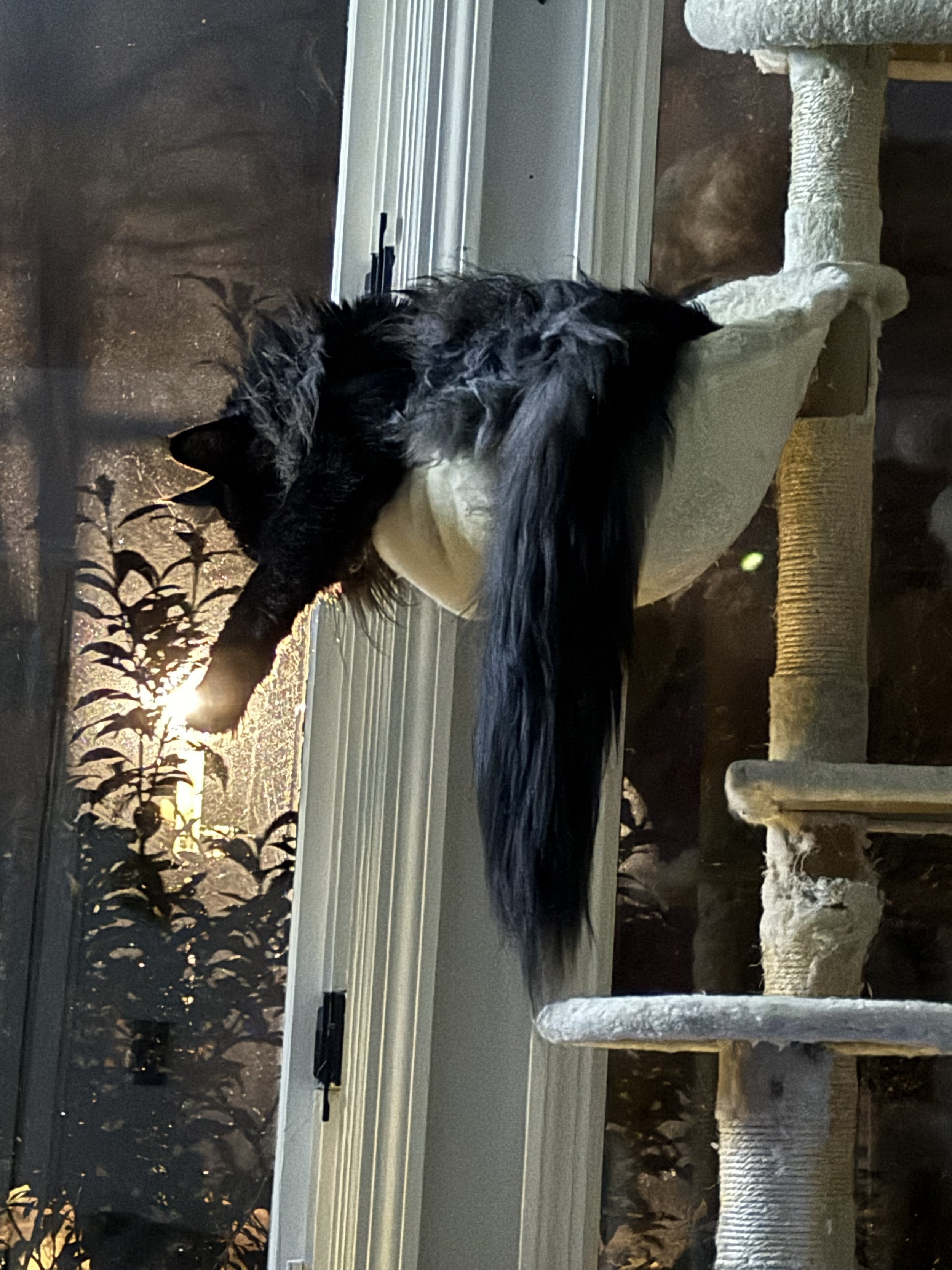 A black long-haired Maine Coon cat stretching on a cat tree by a window at sunset - Mainecoon Gods LLC