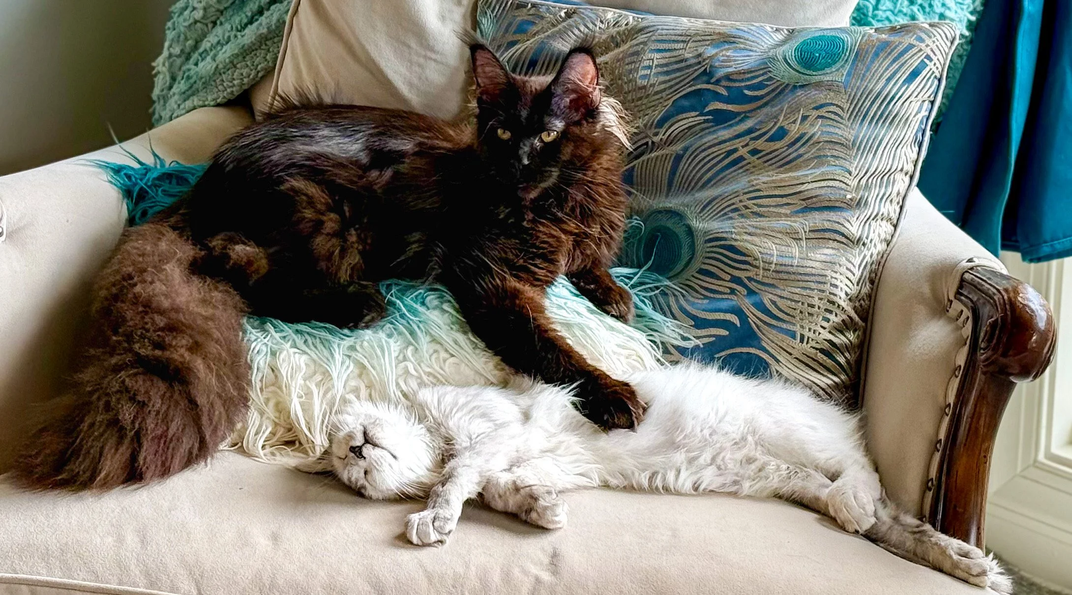 A black cat and a white Maine Coon cat relaxing on a beige sofa with decorative pillows, one cat is lying on its back with paws stretched out, the other is partly lying on top - Mainecoon Gods LLC
