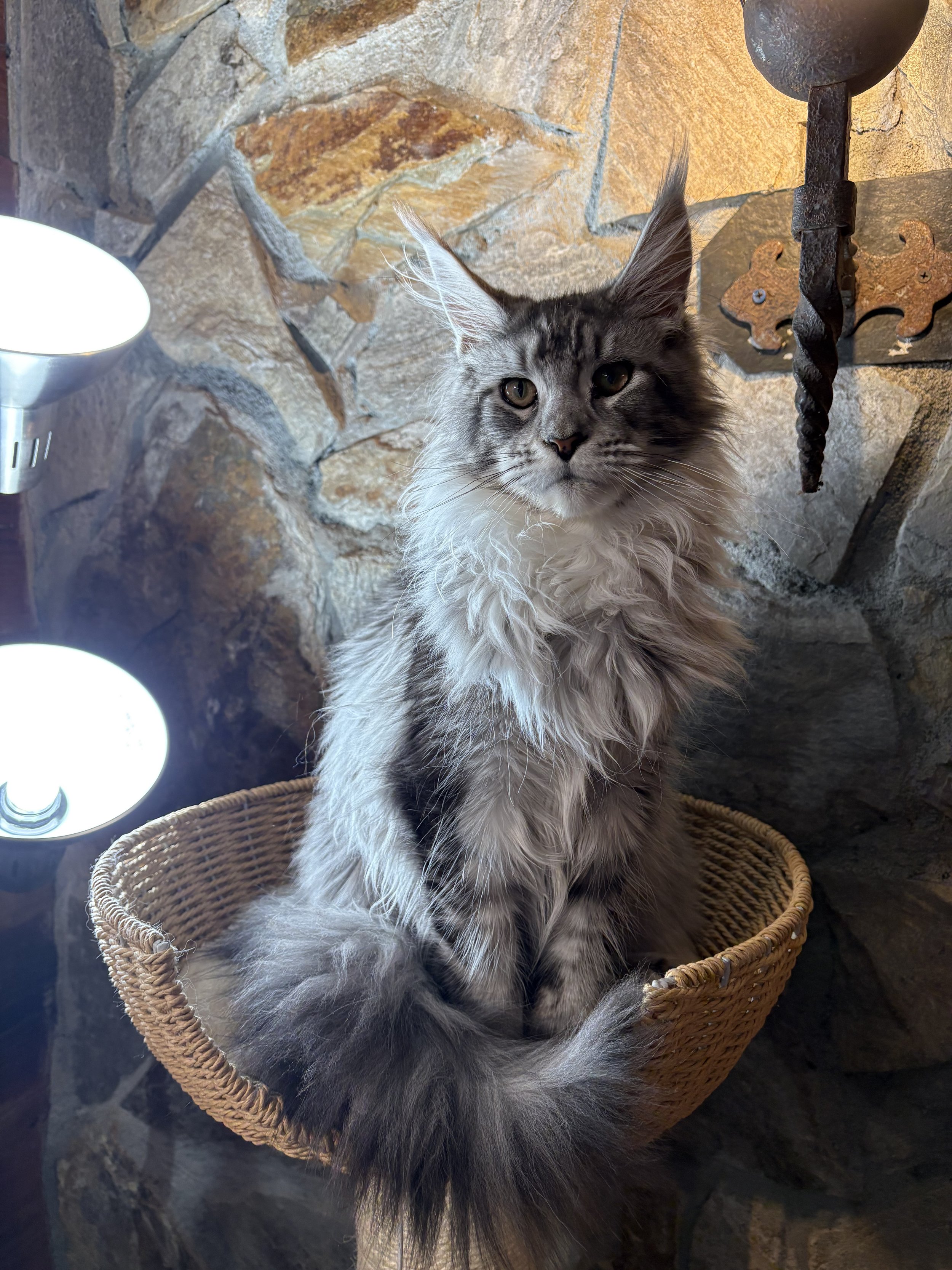 A fluffy gray Maine Coon cat sitting in a wicker basket in front of a stone wall with a metal torch holder. There are two bright light sources visible on the left side.