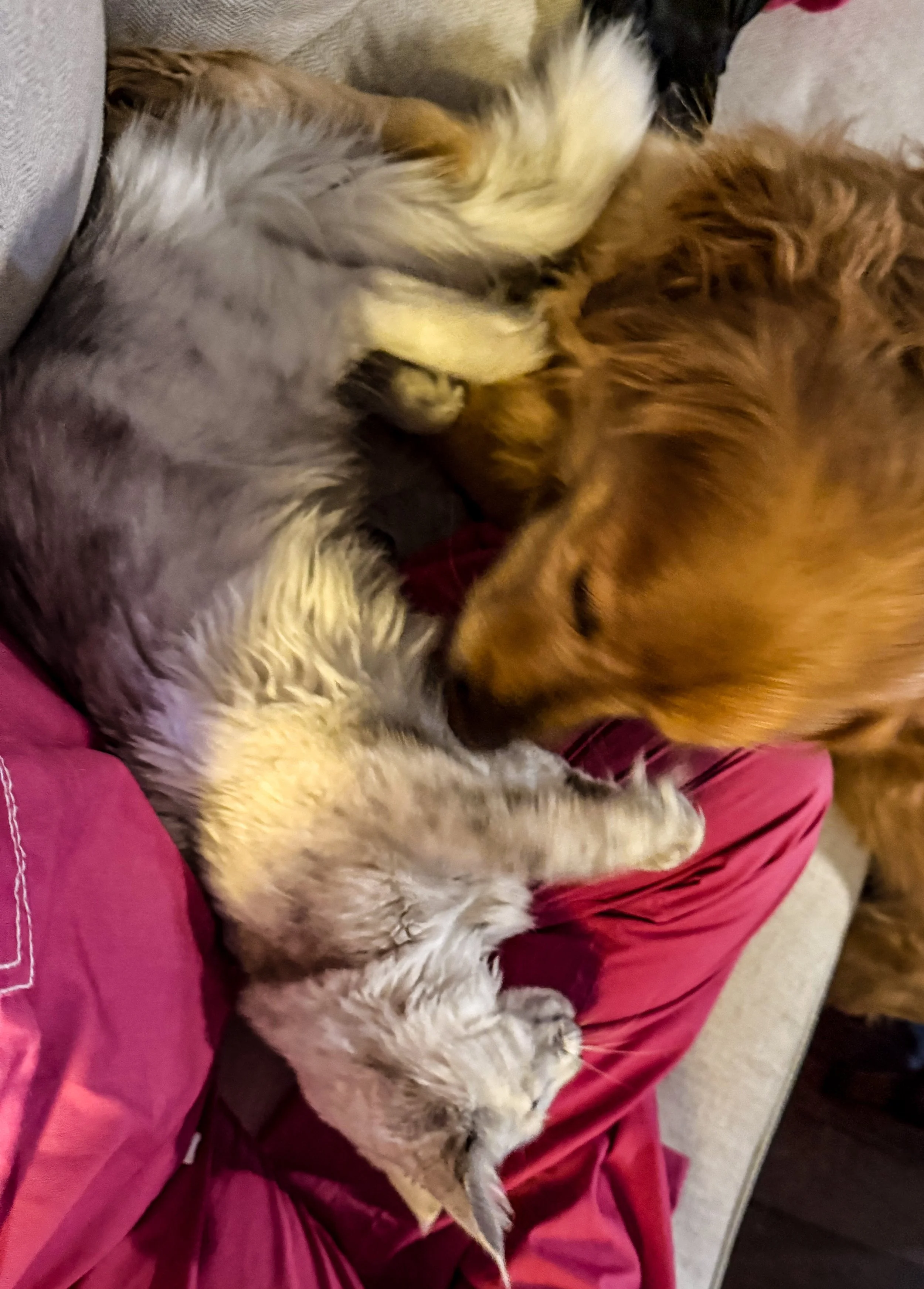A dog and cat lying together on a person's lap, cuddling and resting.