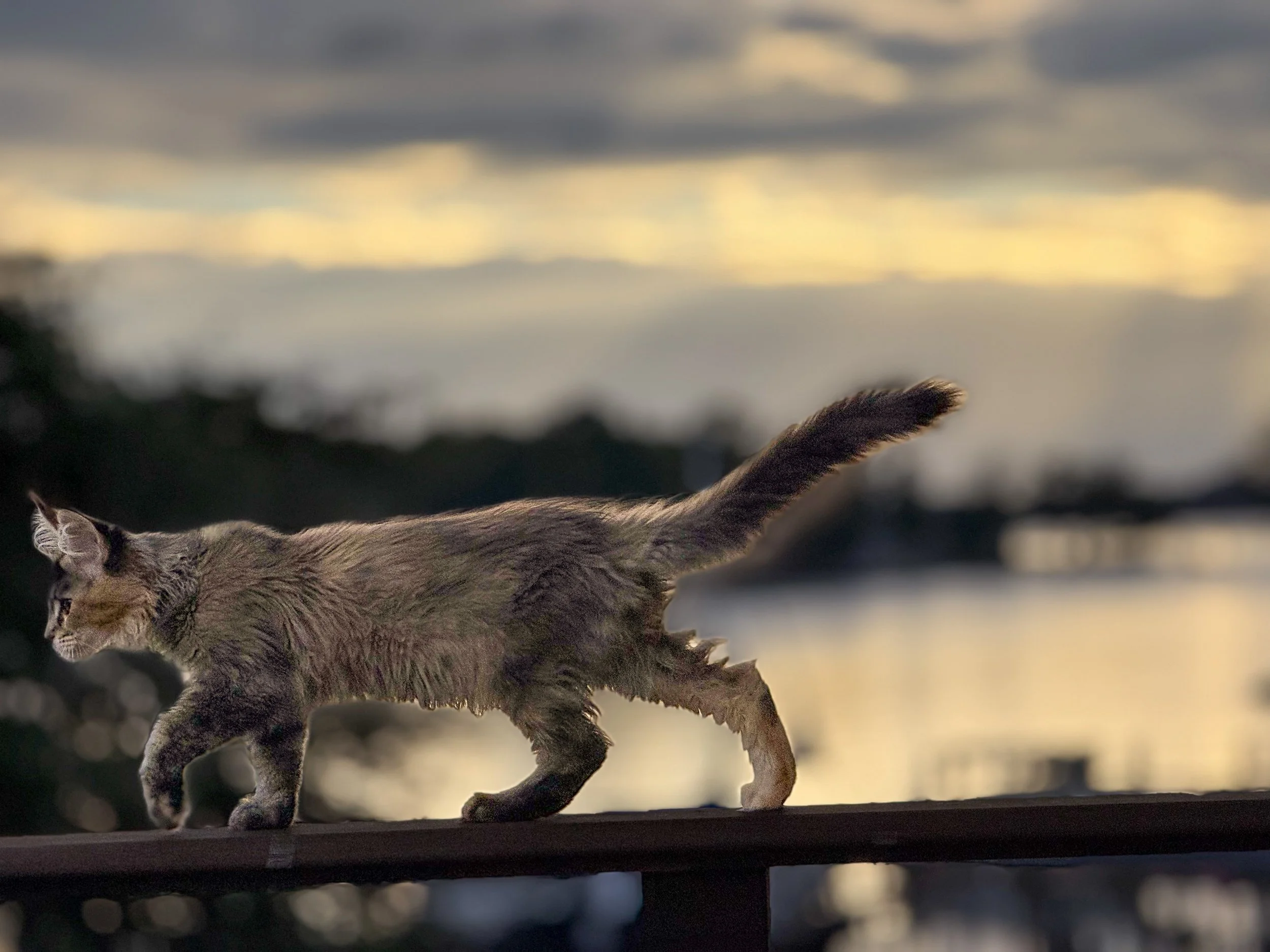 A cat walking on a railing against a sunset sky with dark clouds and water in the background.