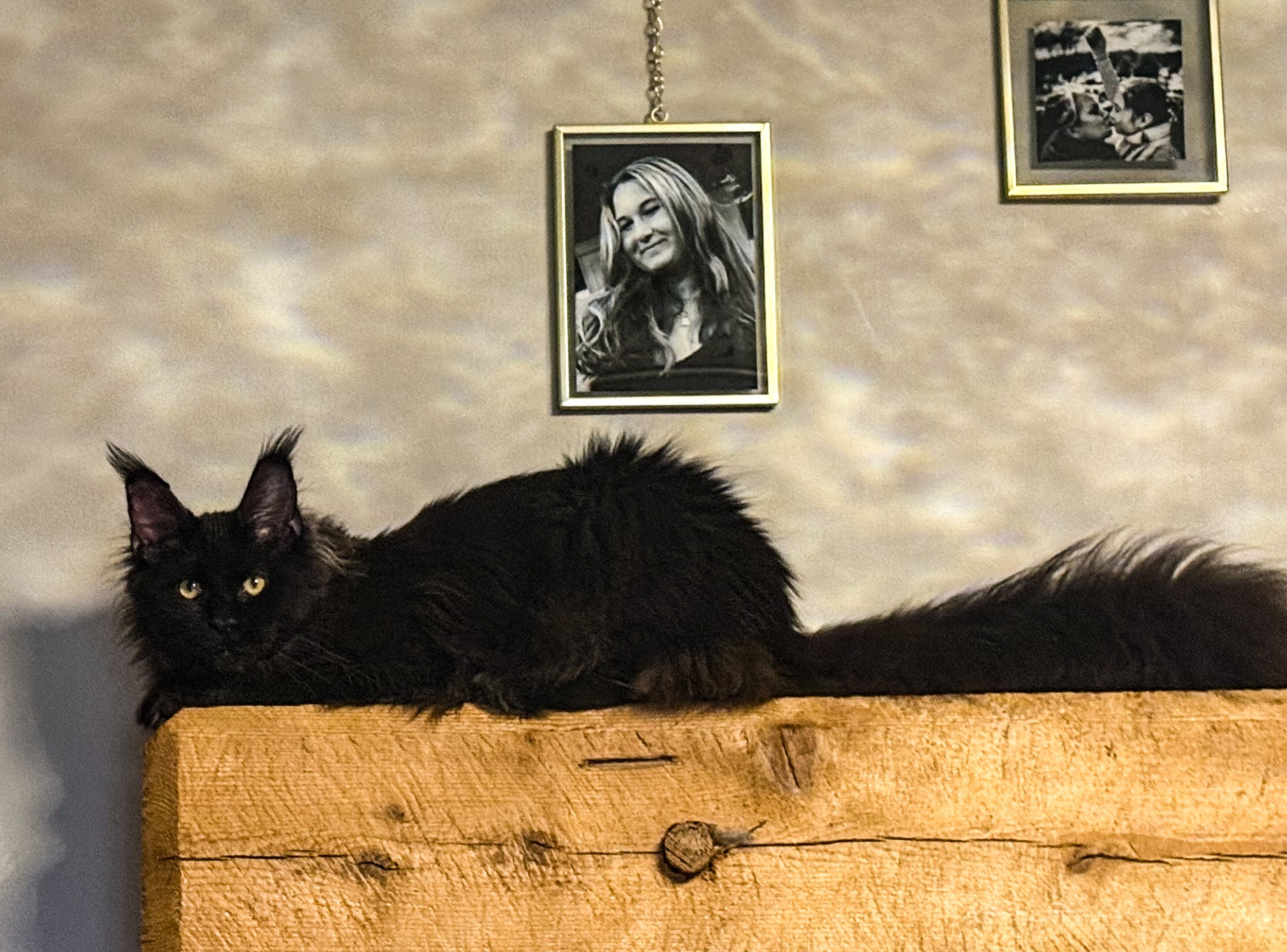 A black long-haired cat lying on a wooden surface with framed black and white photographs hanging on a beige wall behind it.
