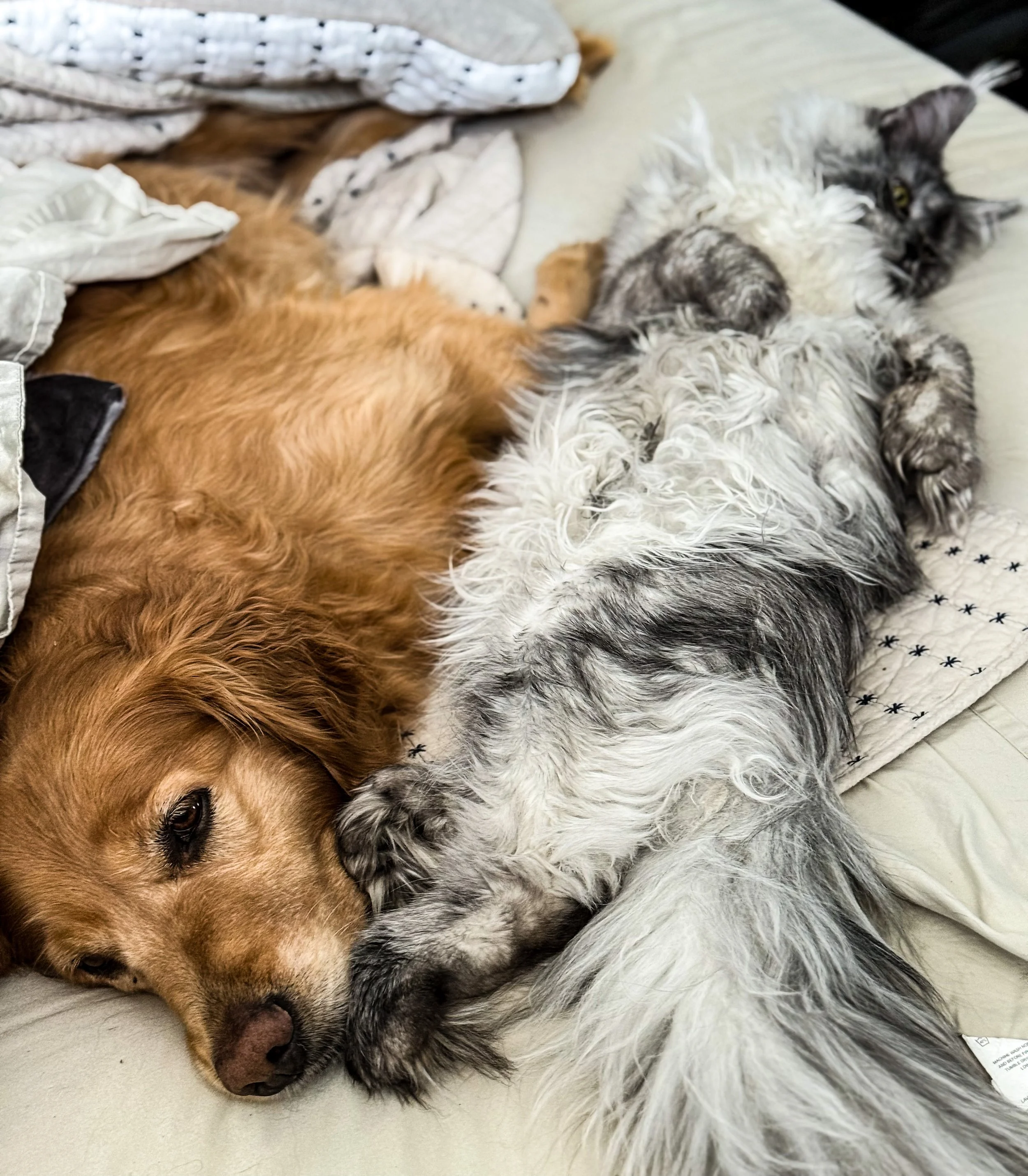 A dog and a cat lying together on a bed, cuddling and relaxing.