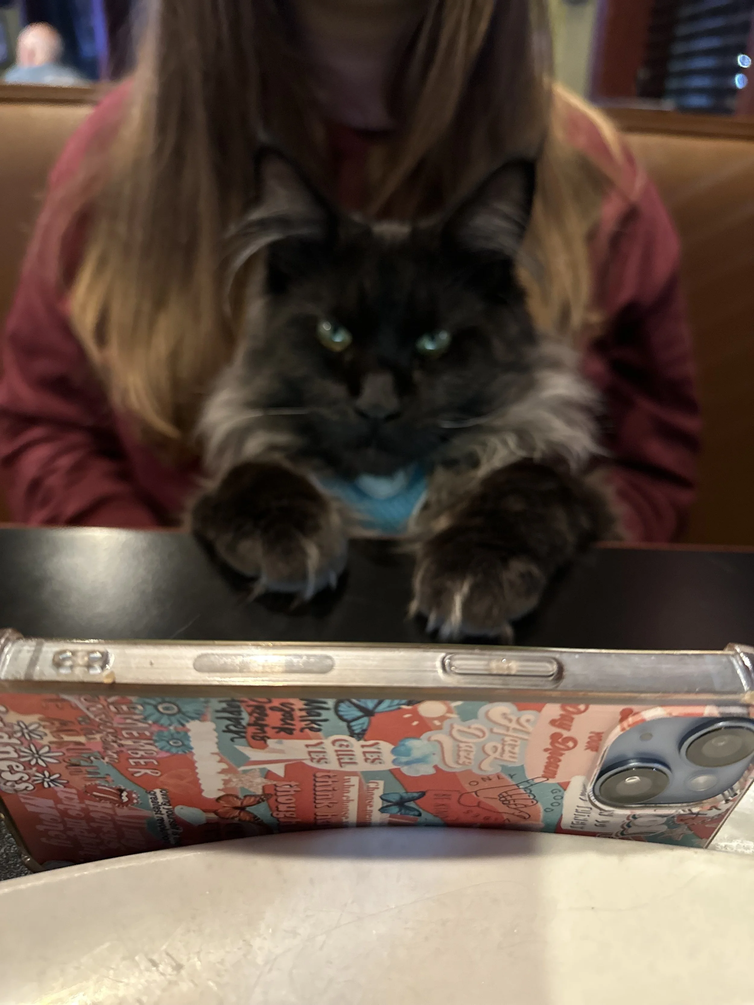 A person with long hair is holding a black and gray fluffy cat with green eyes, wearing a blue collar, while sitting at a restaurant table, with a colorful patterned phone case visible in the foreground.