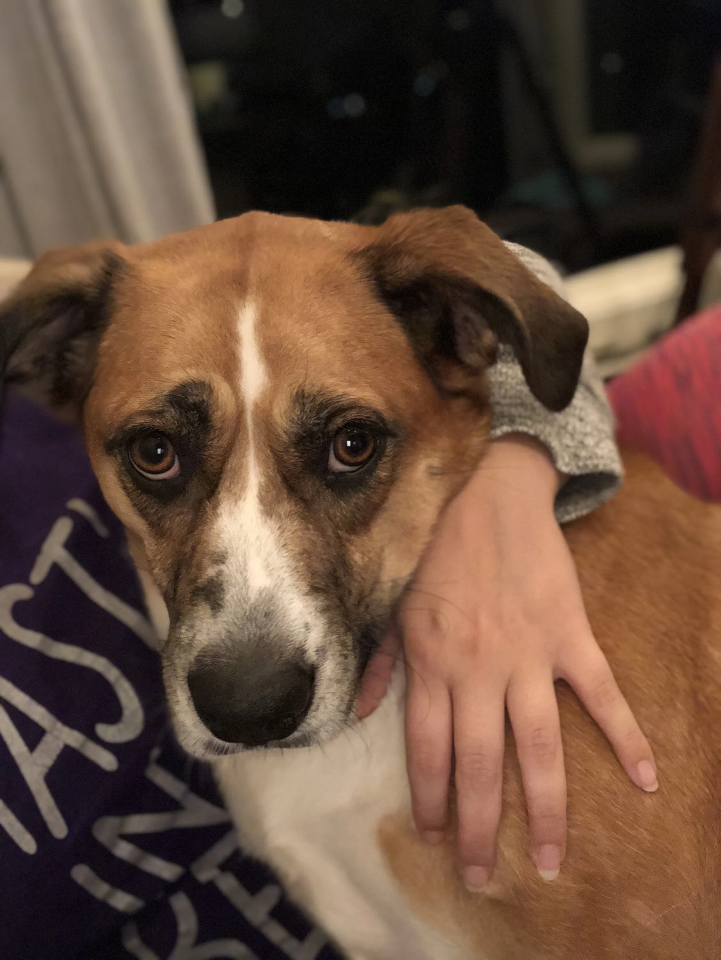 Close-up of a brown and white dog resting on a person's lap, indoors at night.