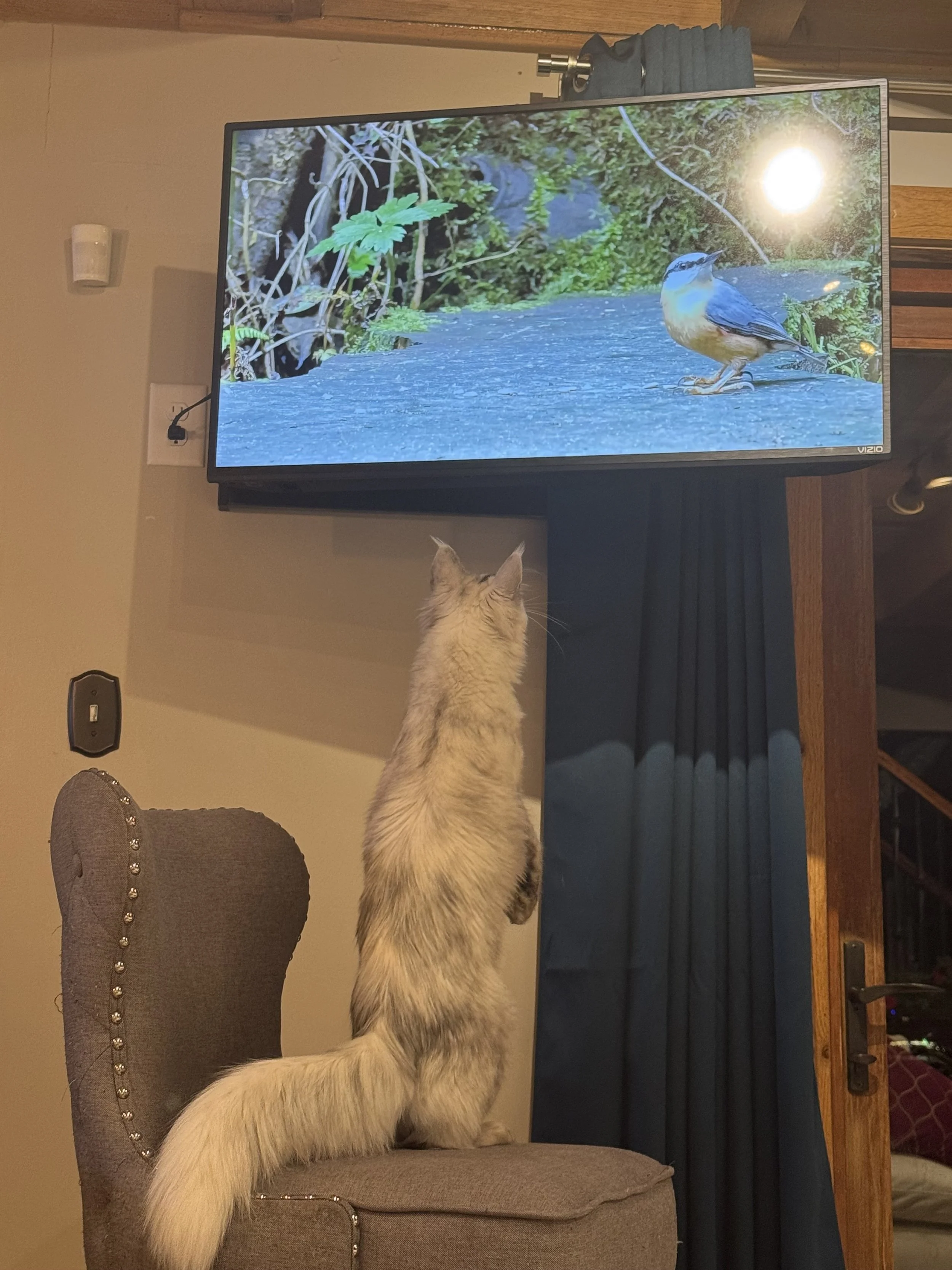 A fluffy Maine Coon cat sitting on a chair, watching a bird on a television screen -  - Mainecoon Gods LLC