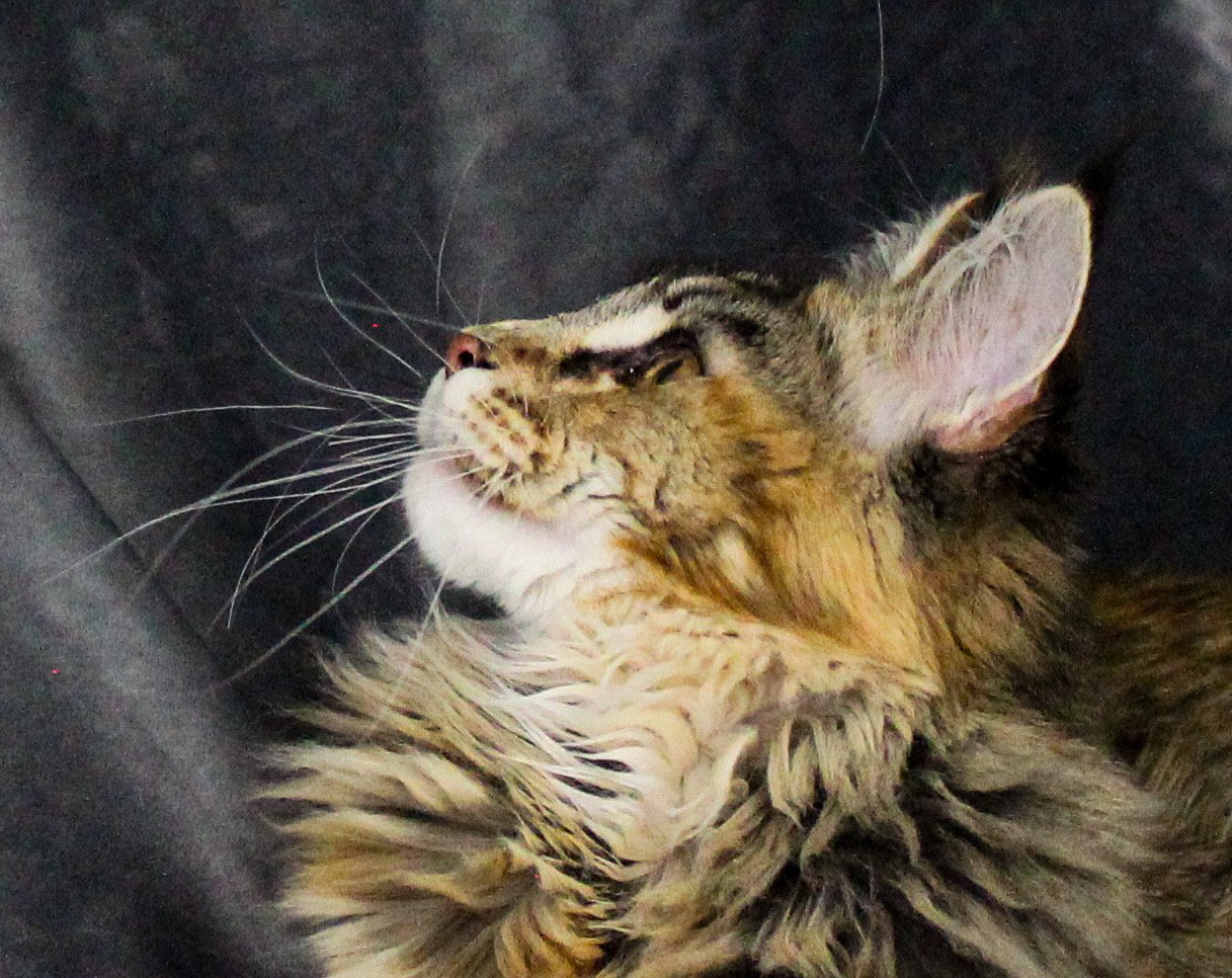 A close-up of a wet, long-haired tabby cat lying on a dark surface with eyes half-closed, appearing to be relaxed or sleepy.