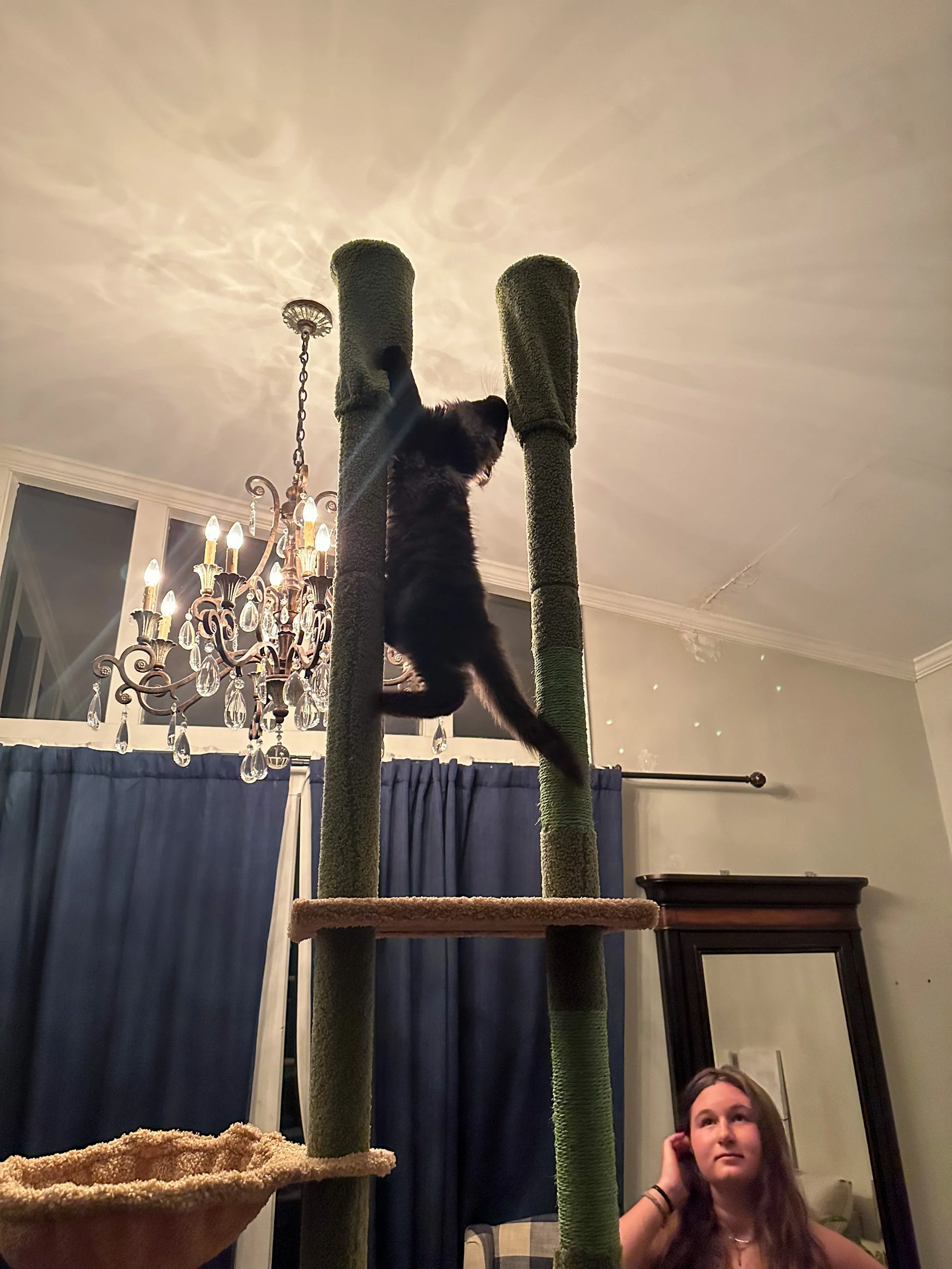 A black Maine Coon cat climbing a tall green scratching post inside a living room, with a woman sitting nearby and a chandelier hanging from the ceiling - Mainecoon Gods LLC Cattery