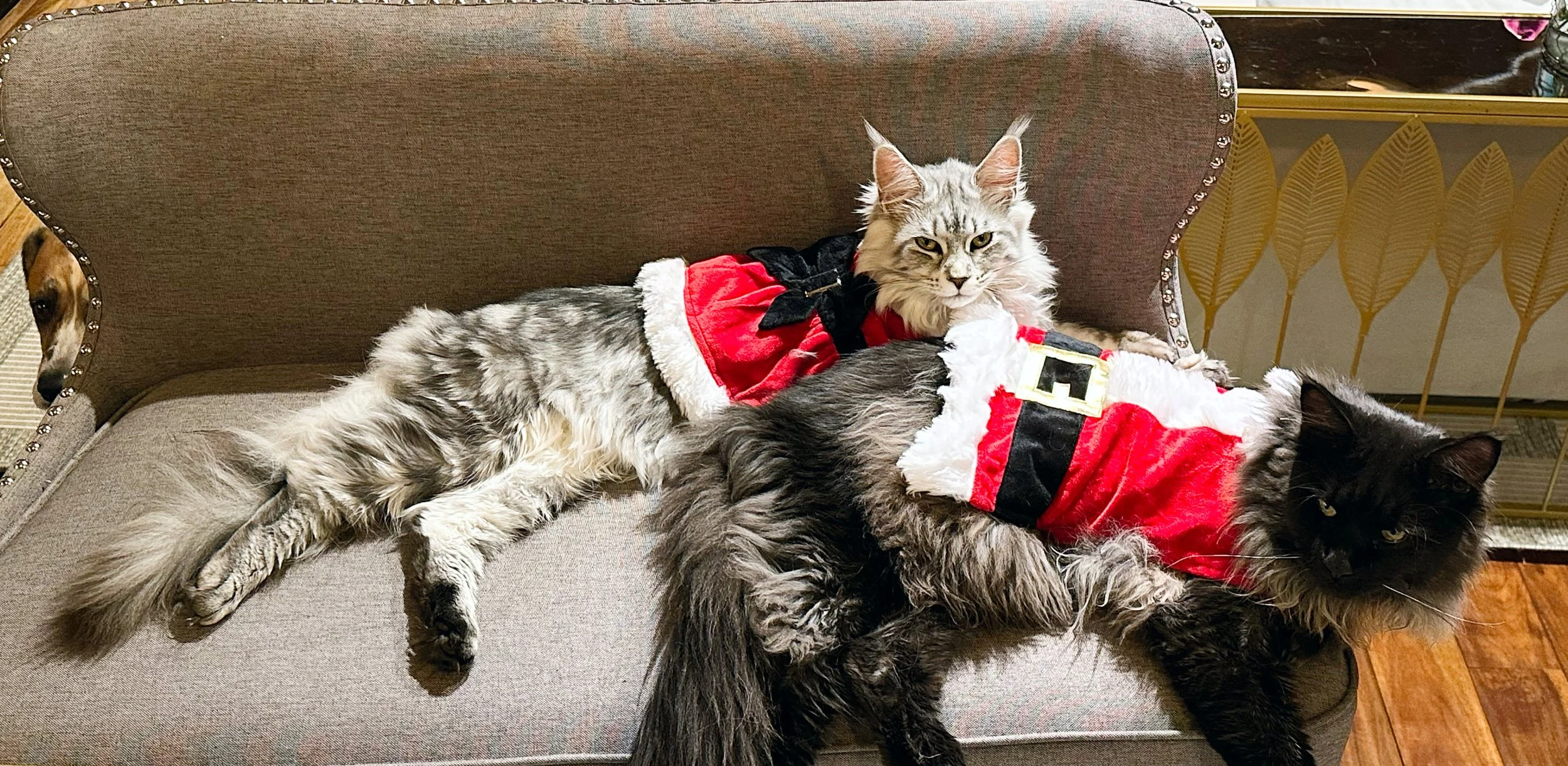 Two Maine Coon cats dressed in Christmas costumes lying on a couch, with a small dog peeking out from the side - Mainecoon Gods LLC