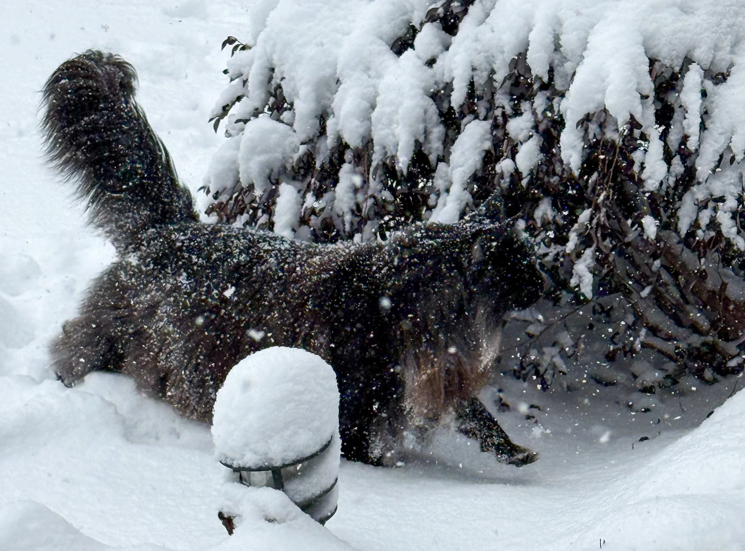 A cat playing in the snow near a snow-covered bush.