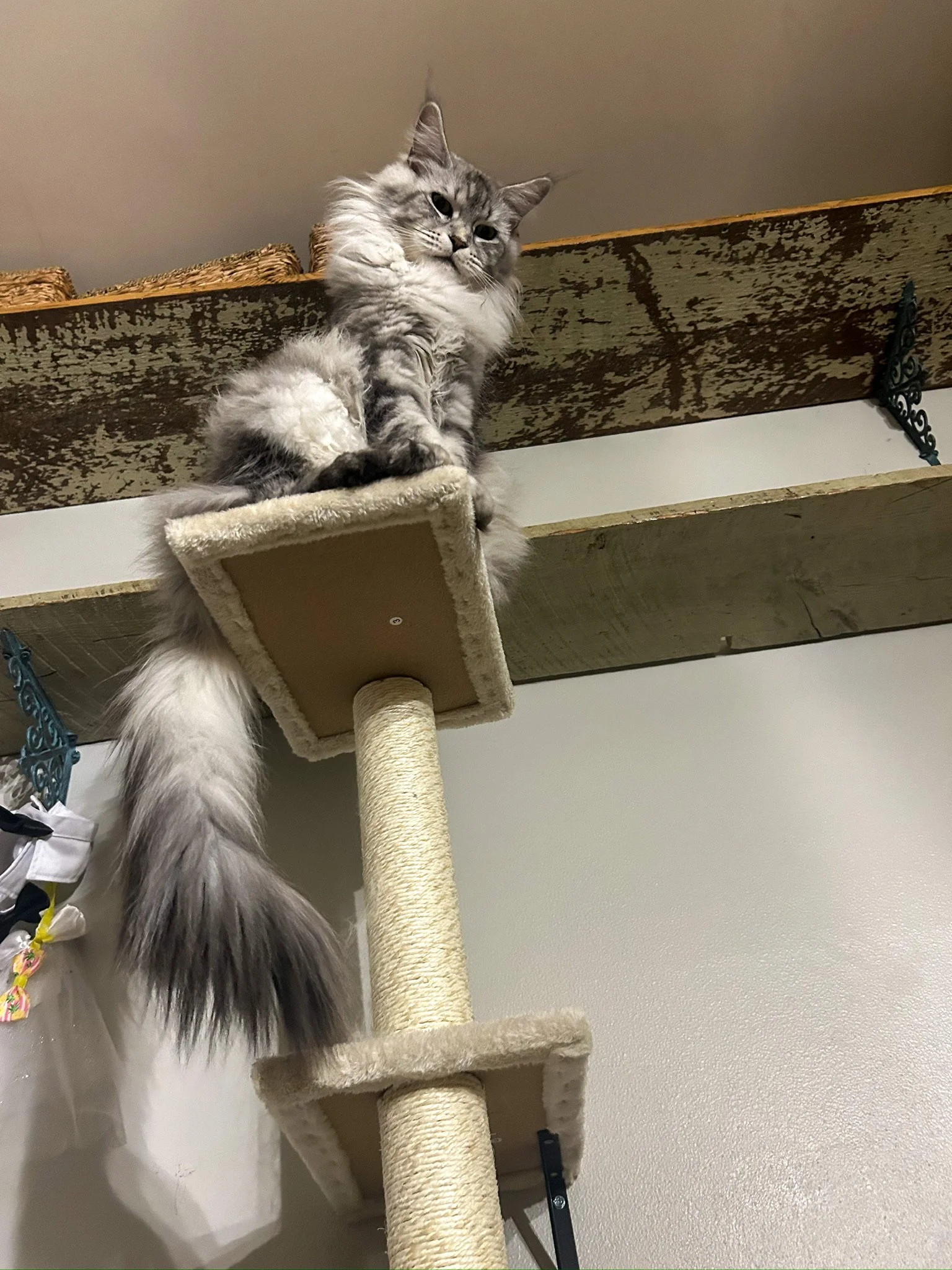 Gray and white long-haired cat sitting on a perch of a beige cat tree, looking down at the camera.