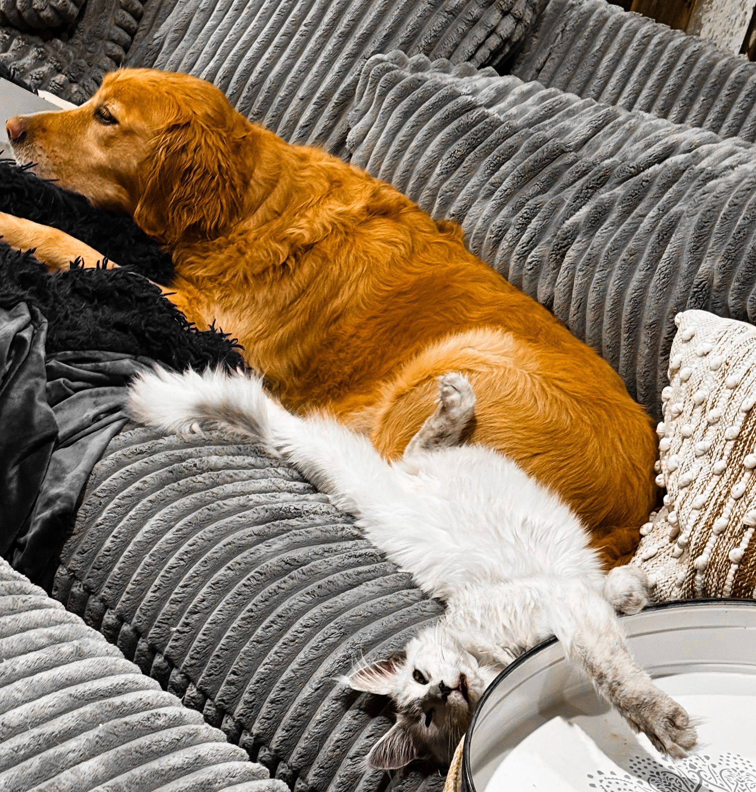 A golden retriever dog and a white tabby kitten are lying together on a plush gray sofa, with the dog resting its head and the kitten stretching out playfully near a decorative pillow.