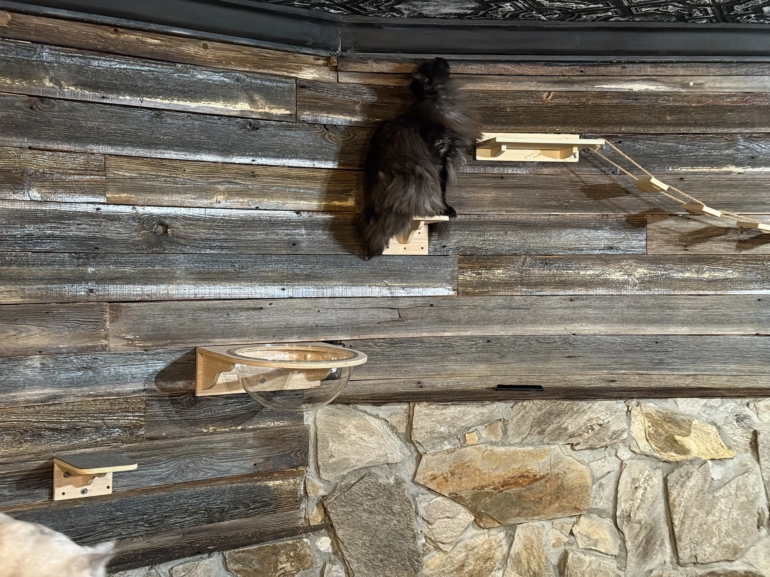 A black and gray long-haired Maine Coon cat climbing on a wooden wall with a series of small wooden platforms and a glass water fountain, against a rustic stone wall - Mainecoon Gods LLC