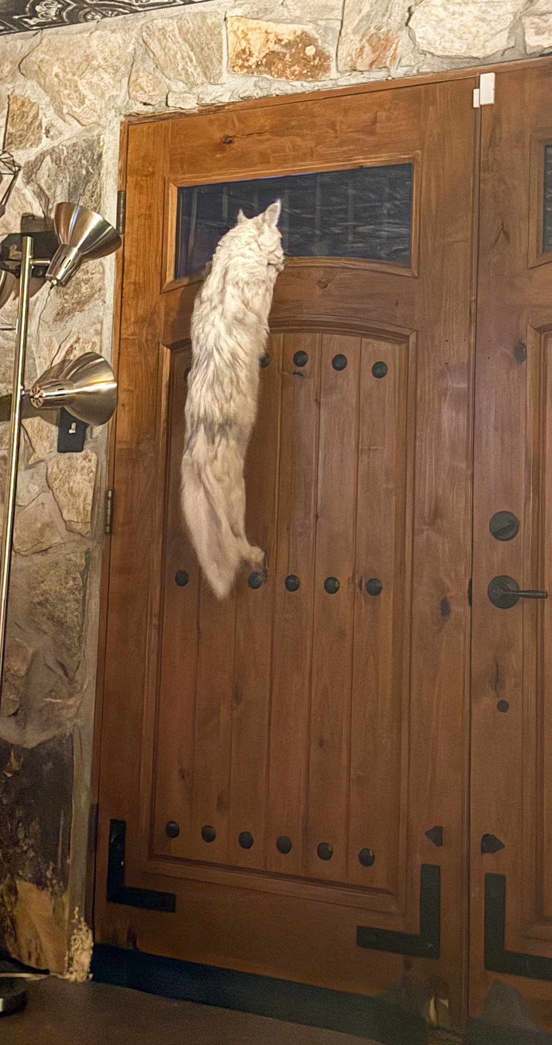 A fluffy white Maine Coon cat climbing a wooden front door with small windows at the top, in a room with stone walls and a floor lamp with multiple silver heads - Mainecoon Gods LLC Cattery