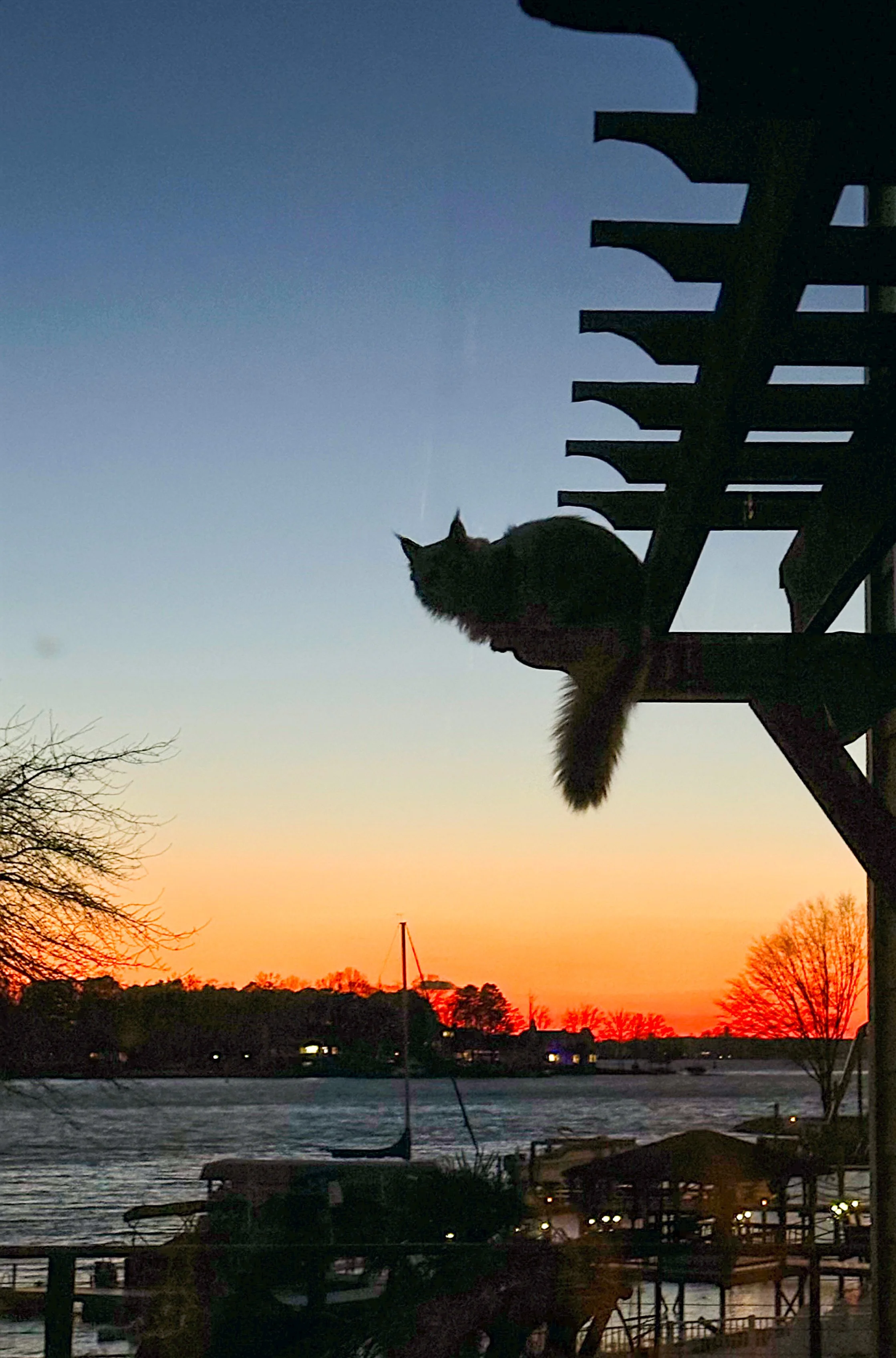 A silhouette of a Maine Coon cat sitting on a high porch railing, overlooking a body of water during sunset with trees and a sailboat in the distance - Mainecoon Gods LLC Cattery