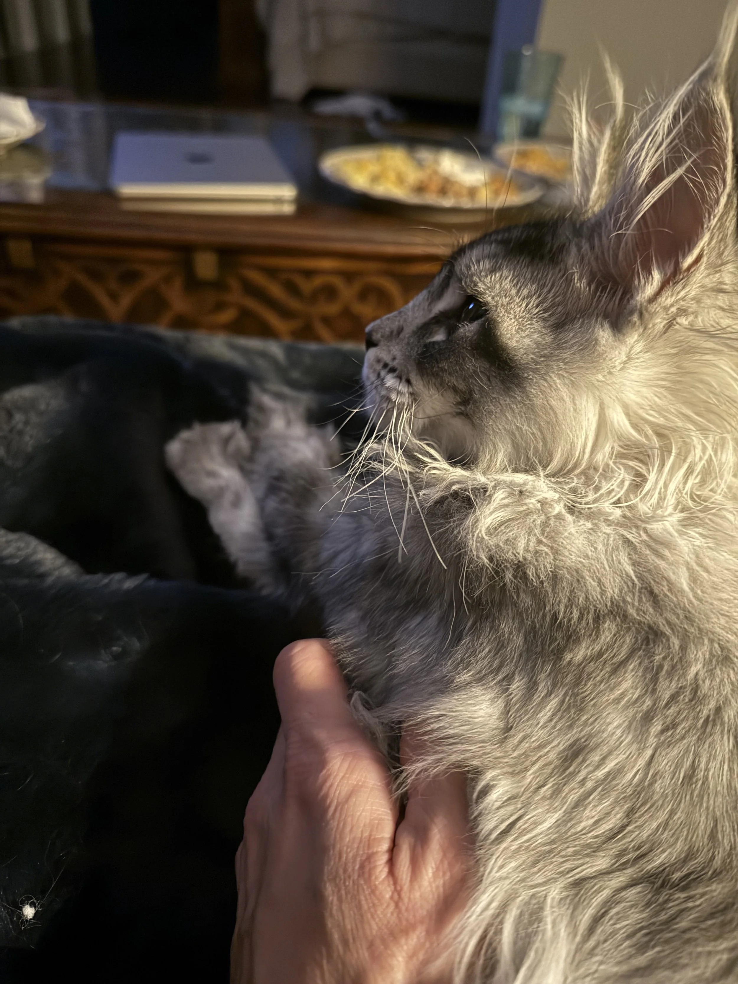 A person gently holding a fluffy Siamese cat with pointed ears, blue eyes, and a mix of cream and gray fur, while another darker cat is resting beside it. In the background, a wooden table is visible with a plate of food, a glass of water, and a clos