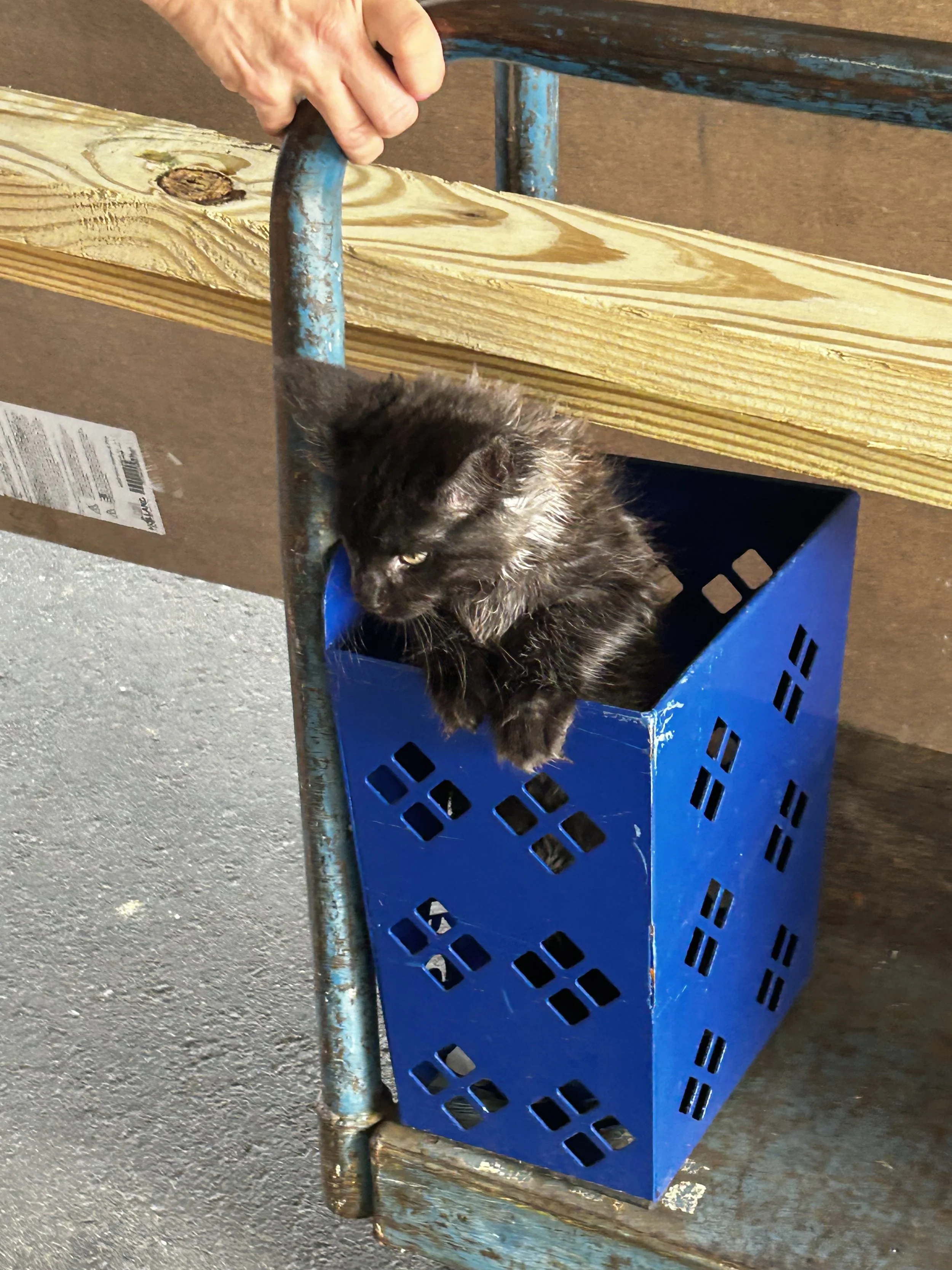 Black Maine Coon cat sitting inside a blue plastic crate attached to a blue metal cart in a warehouse or storage area - Mainecoon Gods LLC