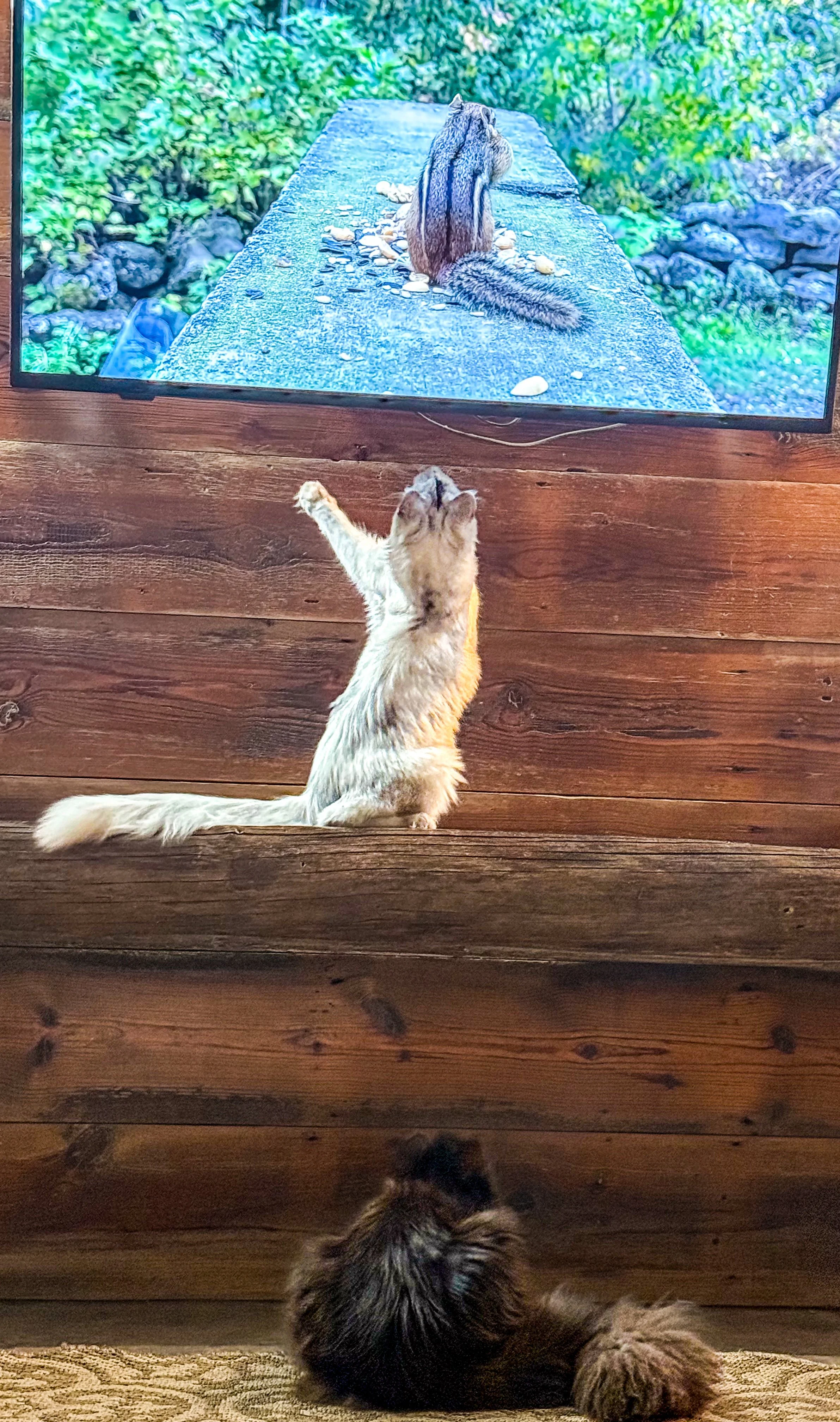 A kitten sitting on a wooden surface, reaching up with one paw towards a TV screen that displays a squirrel sitting on a rock and eating seeds.