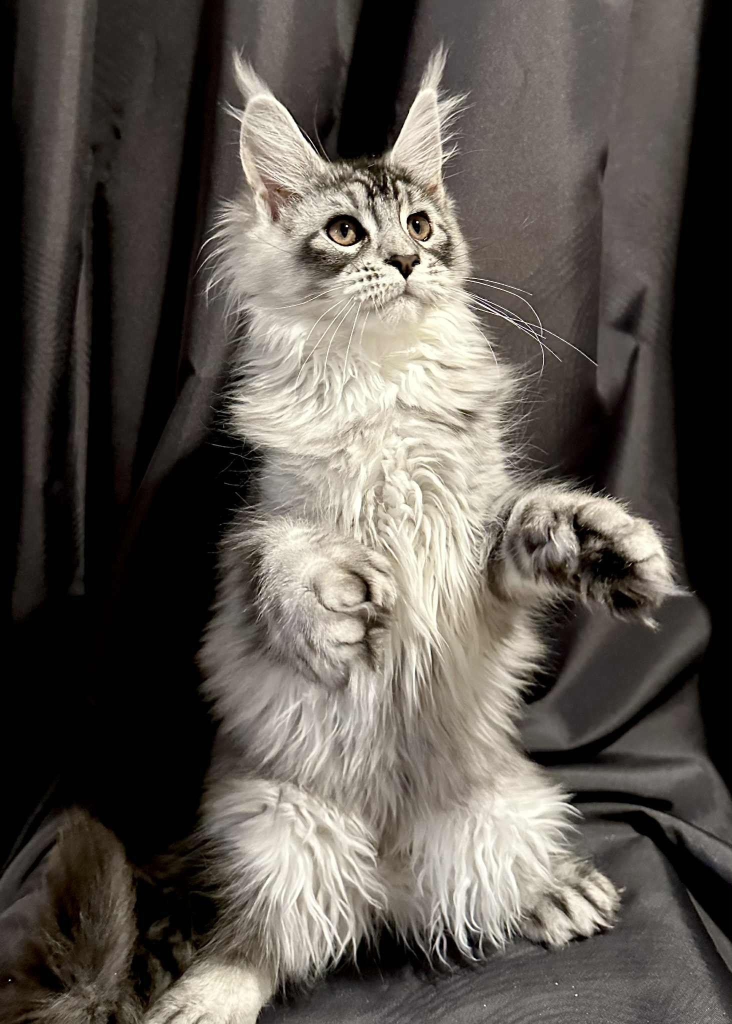 A fluffy, grey and white Maine Coon kitten sitting upright on a black surface with dark black curtains in the background, looking attentively to the side.