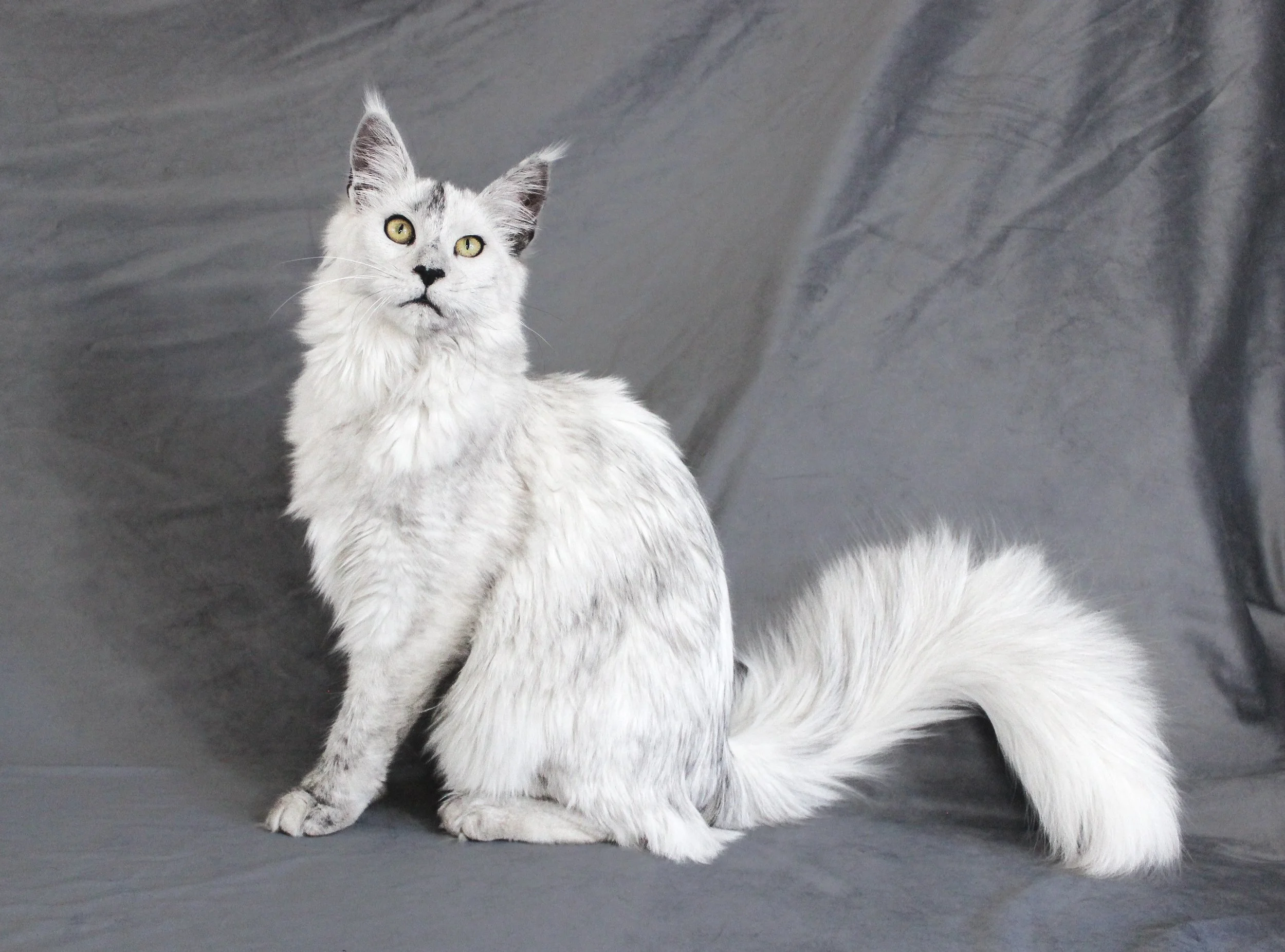 A long-haired white and gray cat with yellow eyes sitting on a gray fabric backdrop.