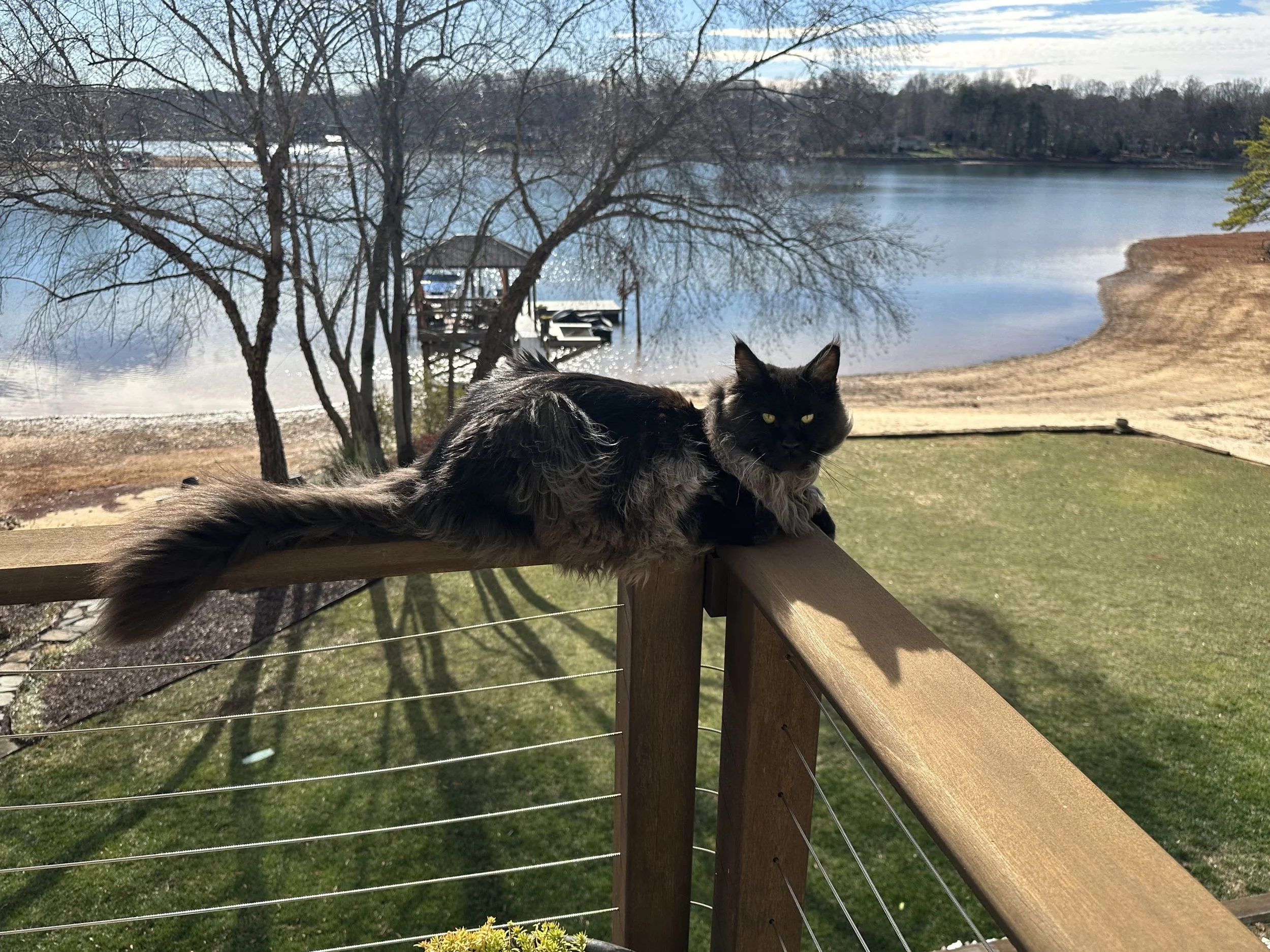A long-haired black and gray cat lying on a wooden railing on a balcony overlooking a lake, with trees and a sandy shoreline in the background.