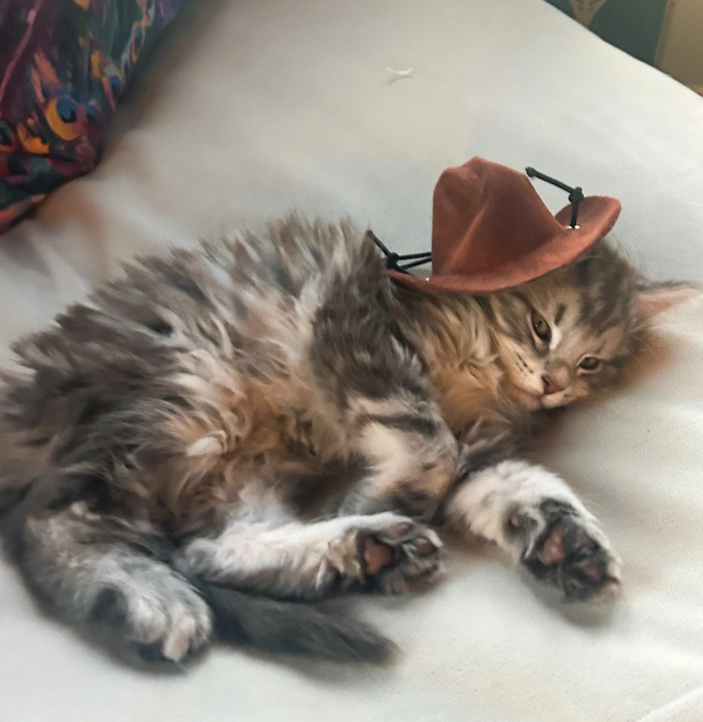 A fluffy, long-haired gray and white Maine Coon kitten lying on its side on a bed, wearing a small brown cowboy hat - Mainecoon Gods LLC