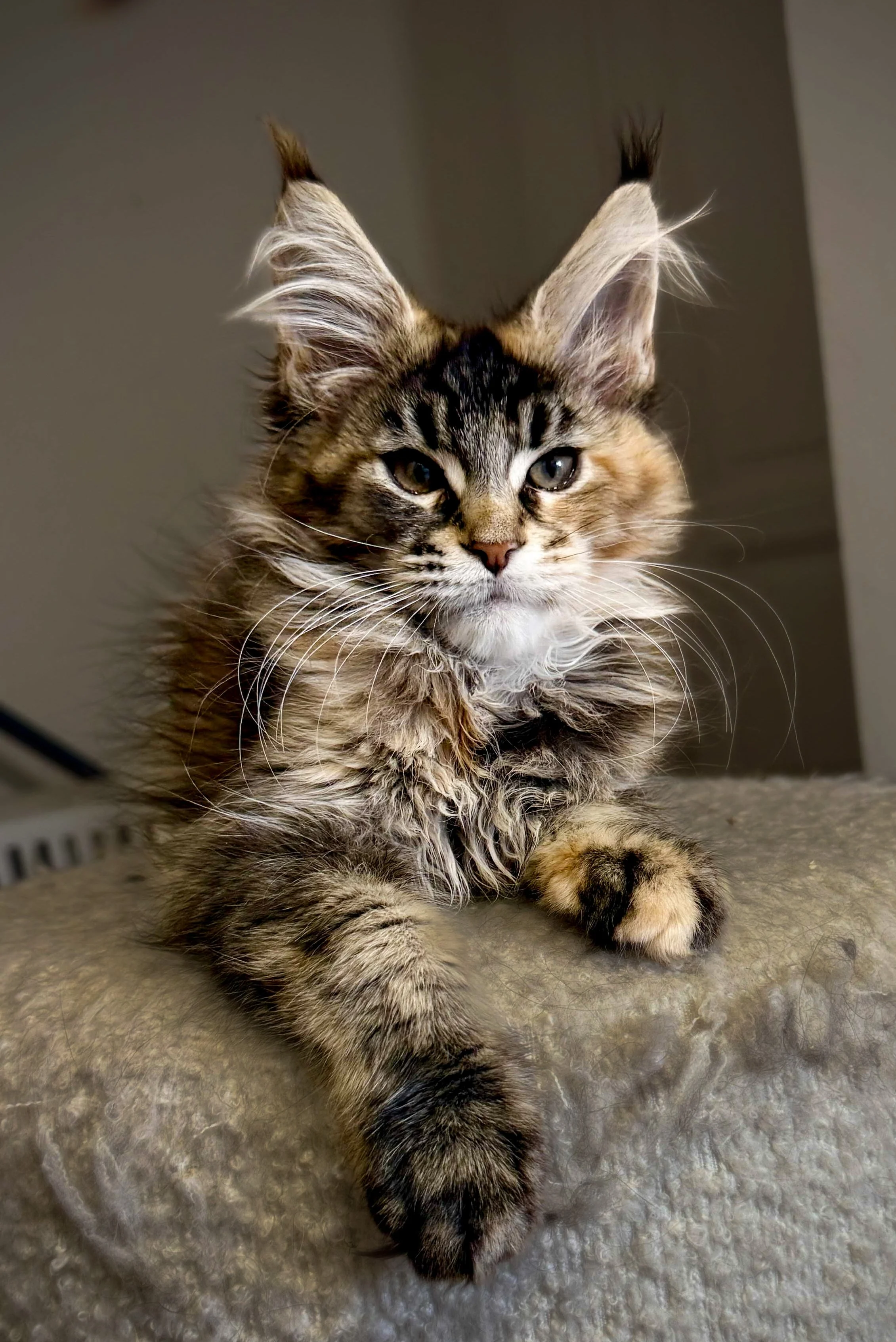 A portrait of a fluffy, alert tabby cat with large ears, lying on a soft surface and looking directly at the camera.