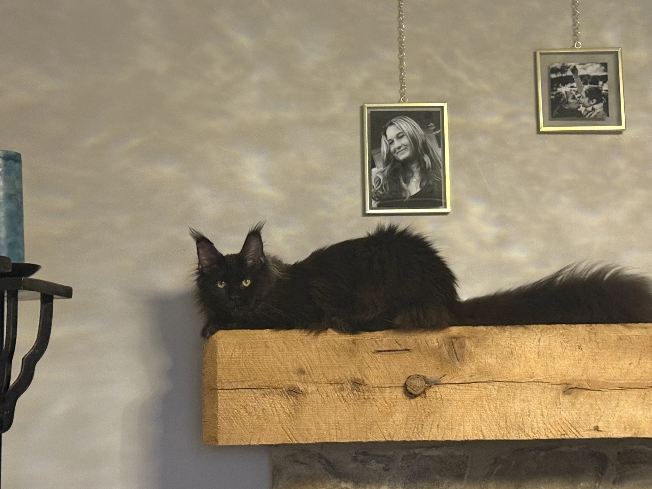Black Maine Coon cat lying on a wooden mantel above a fireplace, with framed black and white portraits hanging on the wall behind it - Mainecoon Gods LLC