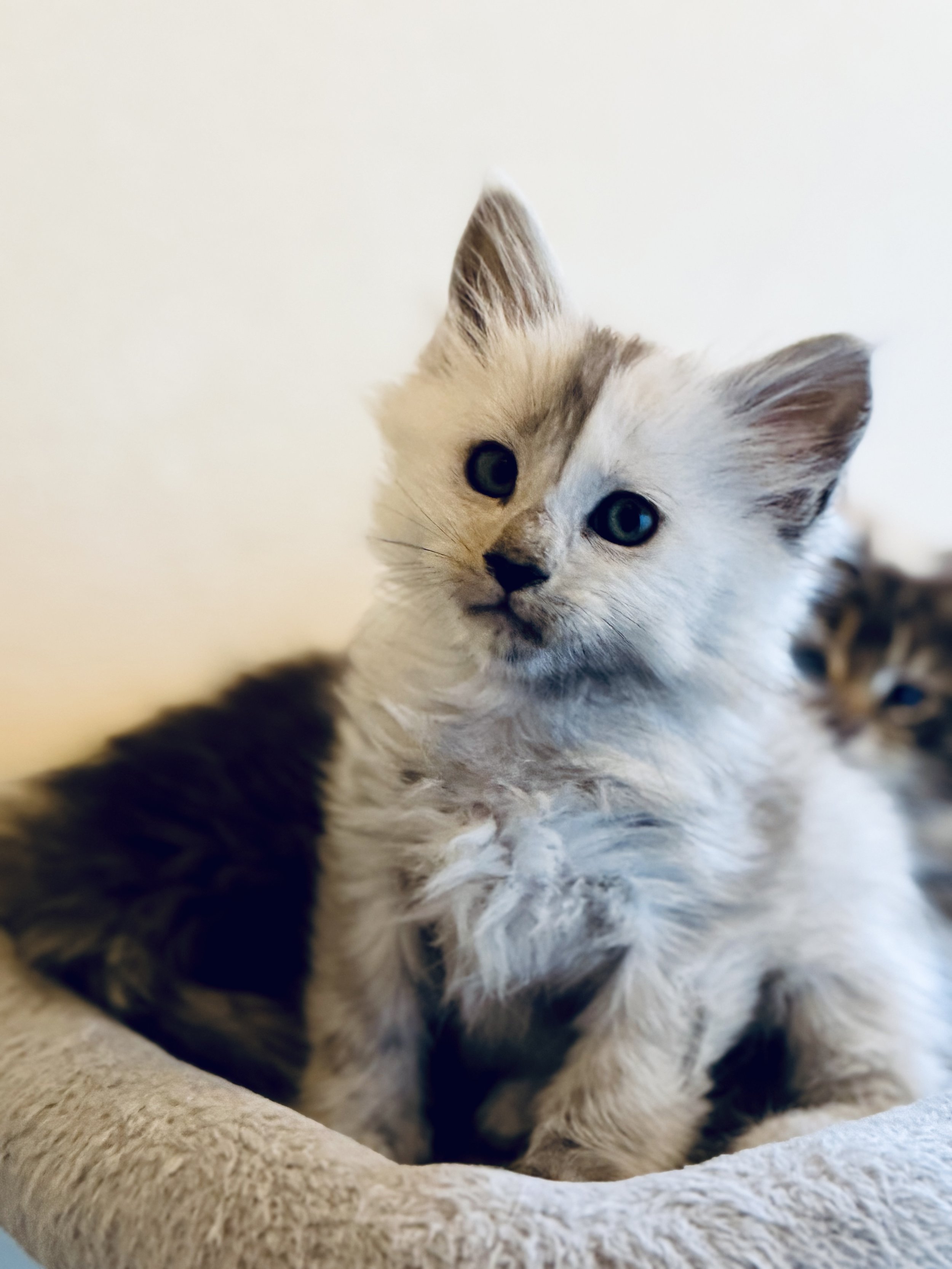 A cute gray and white kitten with blue eyes sitting on a soft beige surface, looking at the camera.