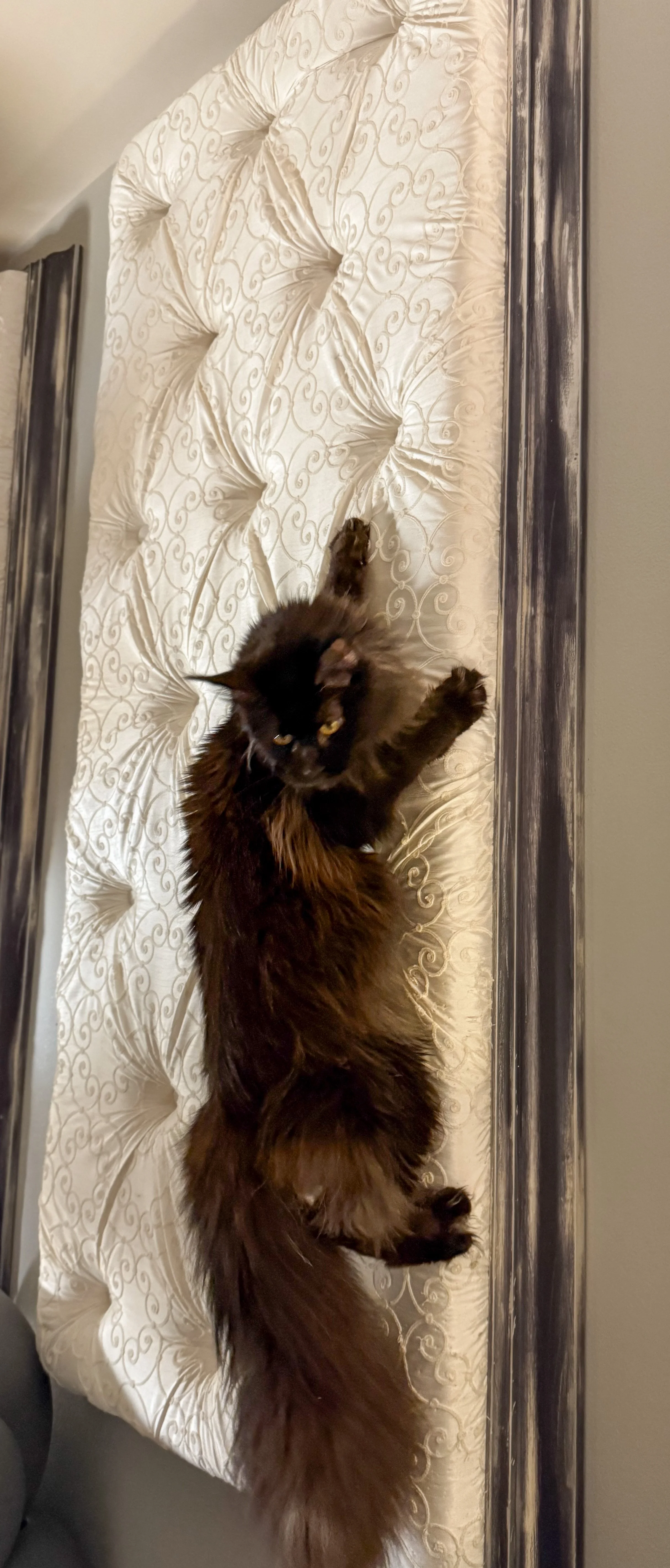 A fluffy black and brown Maine Coon cat climbing on a cream-colored, tufted, patterned catch scratcher with dark wood trim - Mainecoon Gods LLC Cattery