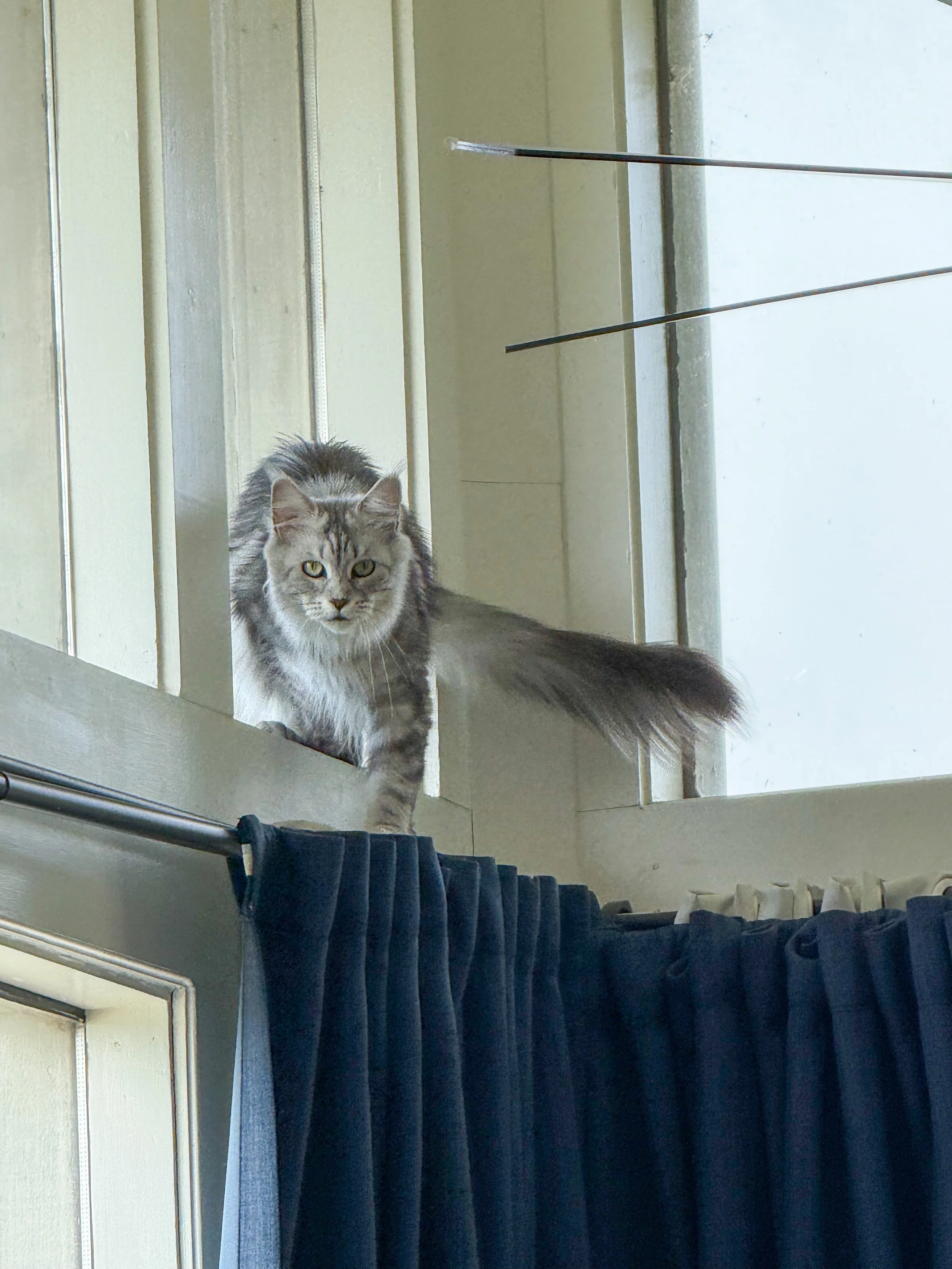 A gray and black striped long-haired Maine Coon cat standing on a windowsill, looking downwards, with windows and curtains visible in the background - Mainecoon Gods LLC Cattery