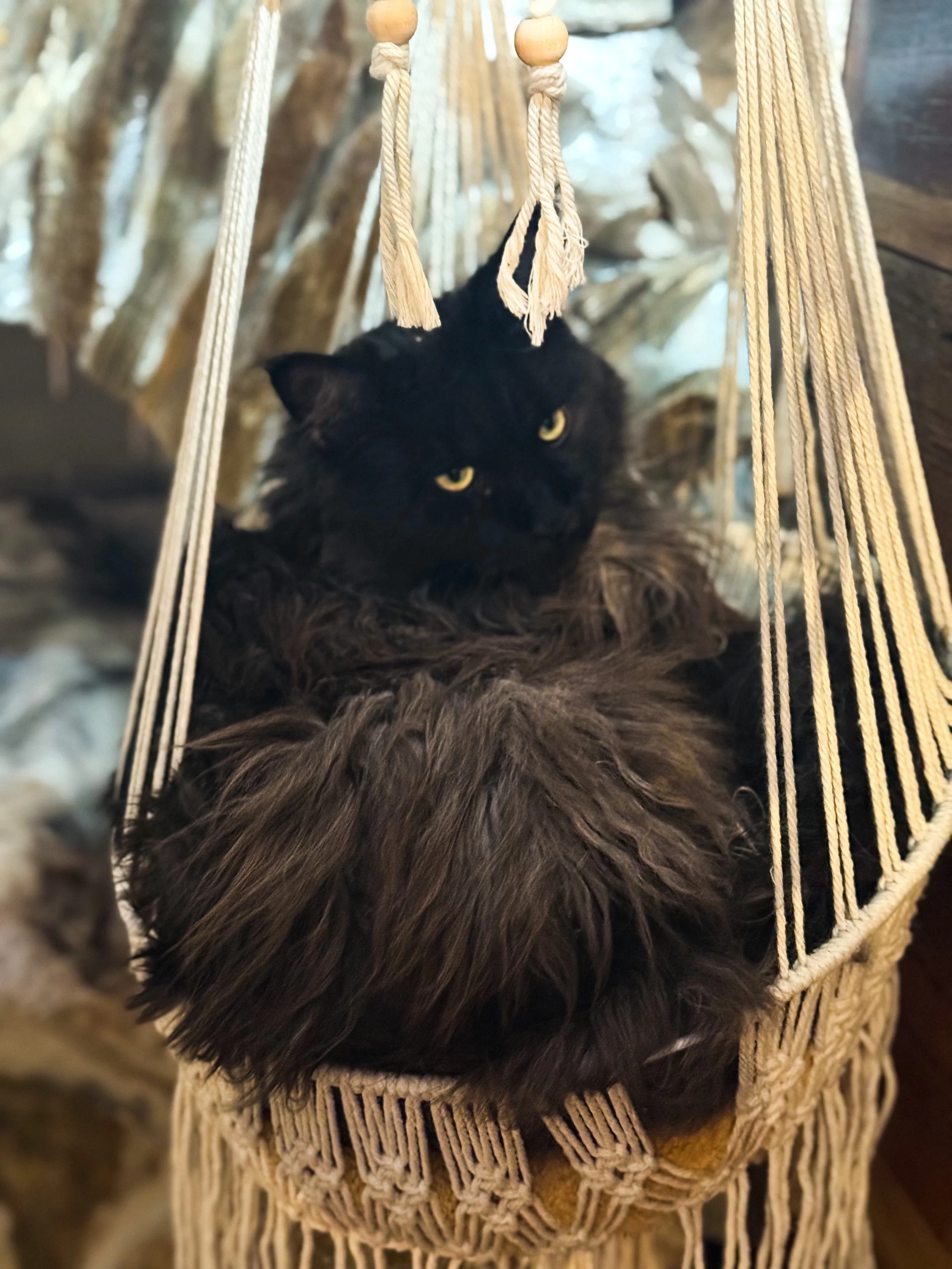 Black Maine Coon cat with yellow eyes lying in a woven hanging basket with tassels - Mainecoon Gods LLC