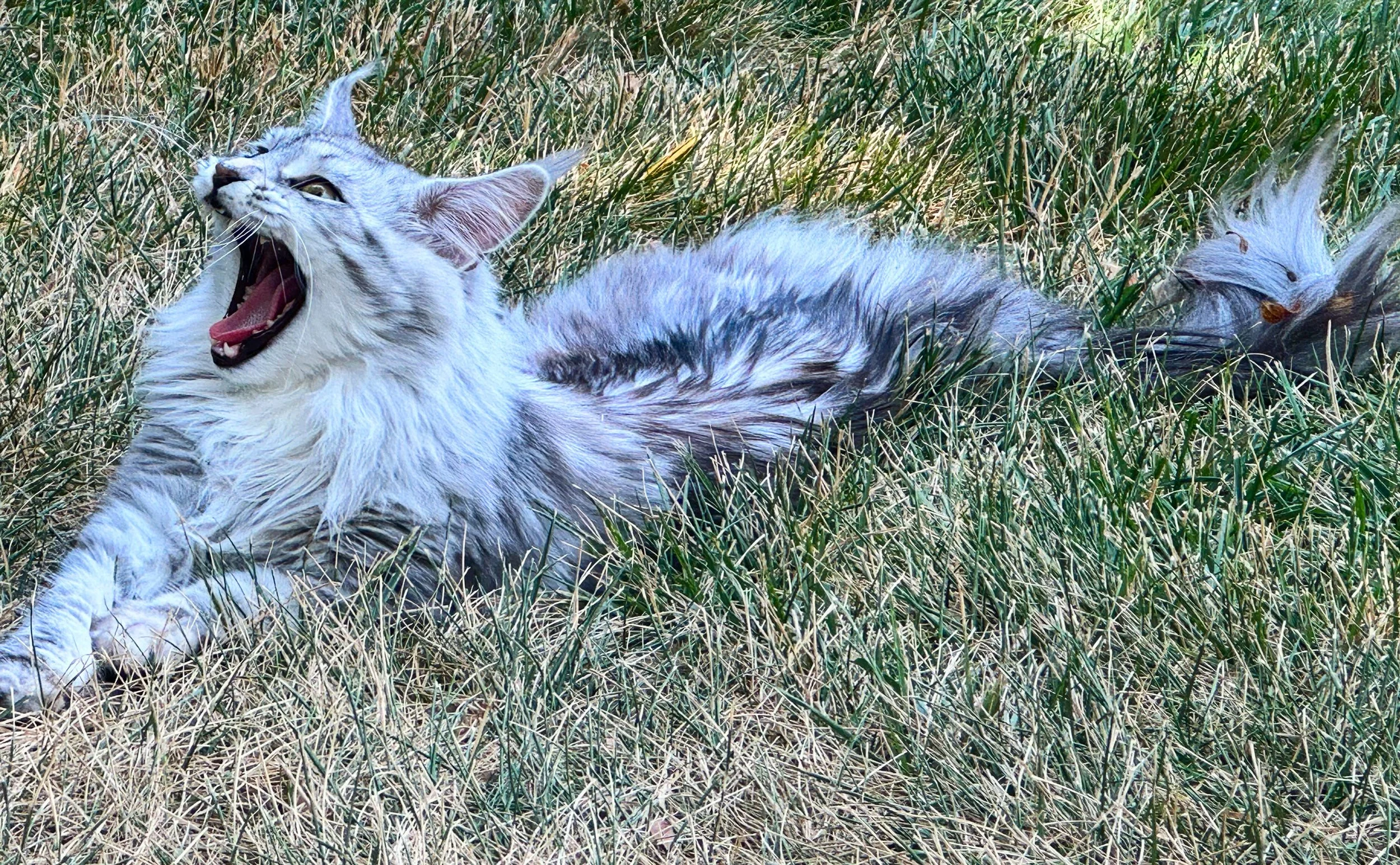 A long-haired gray and white Maine Coon cat lying in tall dry grass, yawning with mouth wide open, showing teeth and pink tongue - Mainecoon Gods LLC