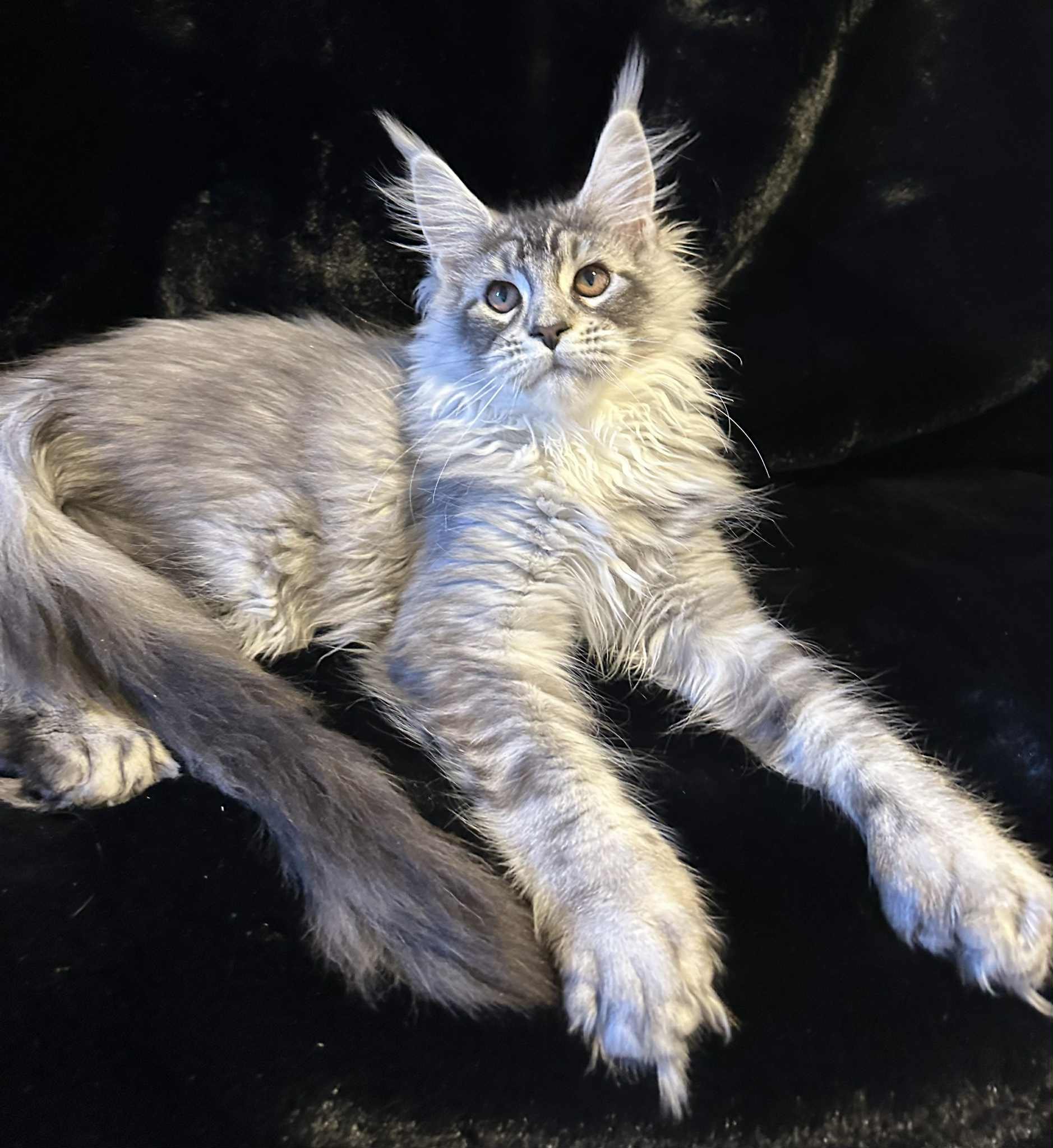 A long-haired gray tabby kitten lying on a black surface, looking up with blue eyes.