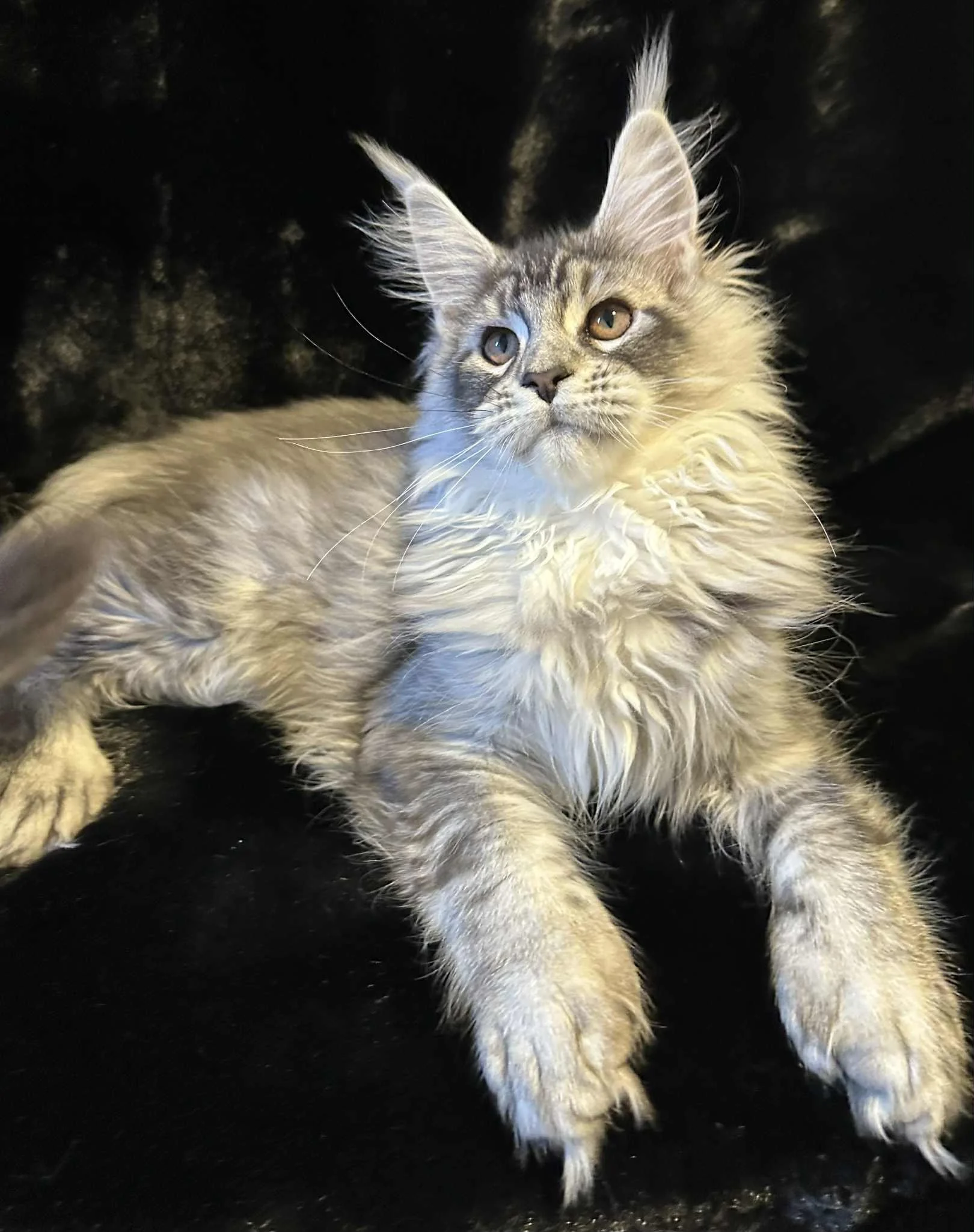 A fluffy gray and white Maine Coon kitten lying on a black surface, looking attentively to the side.