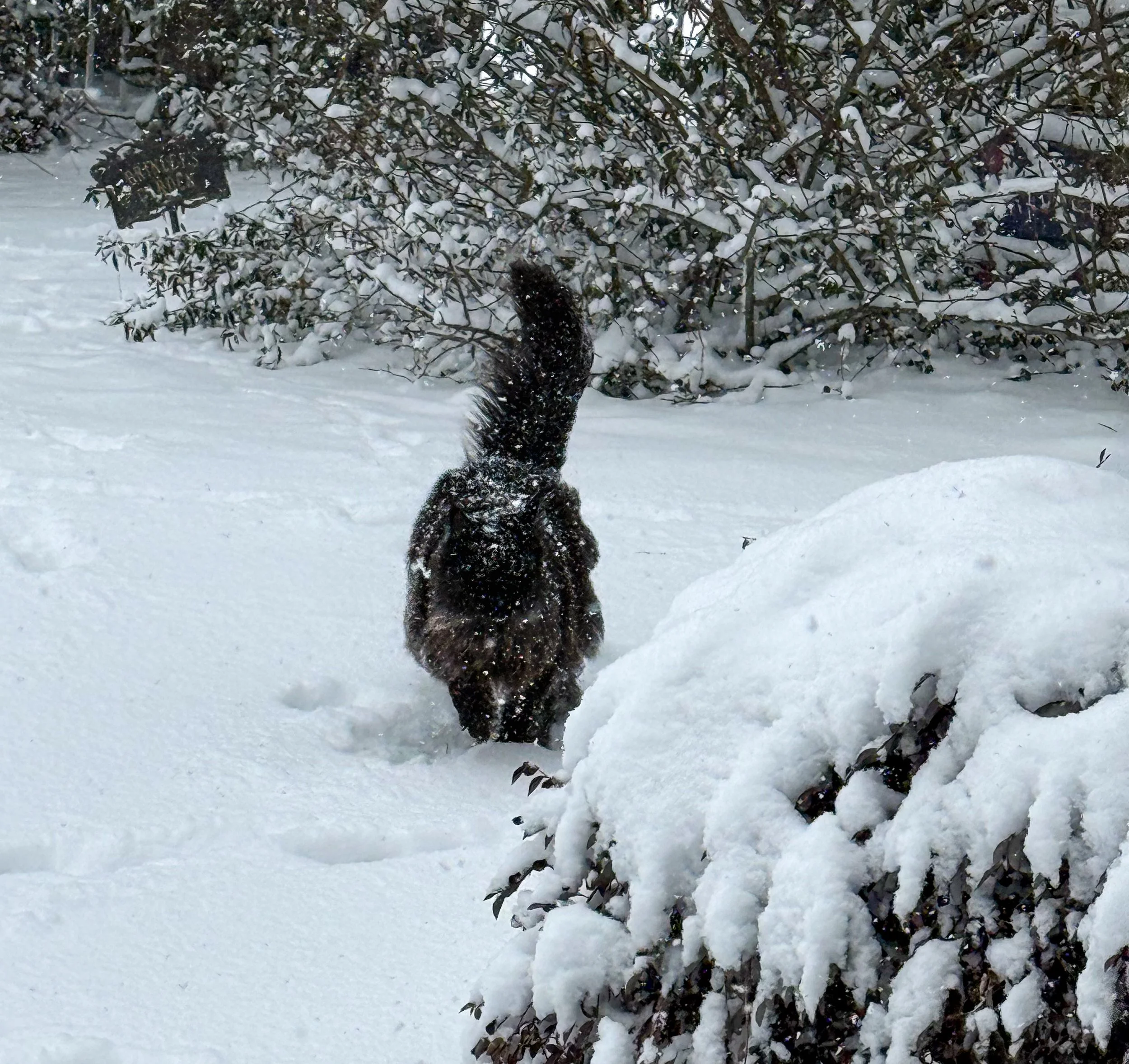 A black Maine Coon cat walking away in the snow beside a snow-covered bush with a 'Please Do Not Enter' sign partially visible in the background - Mainecoon Gods LLC