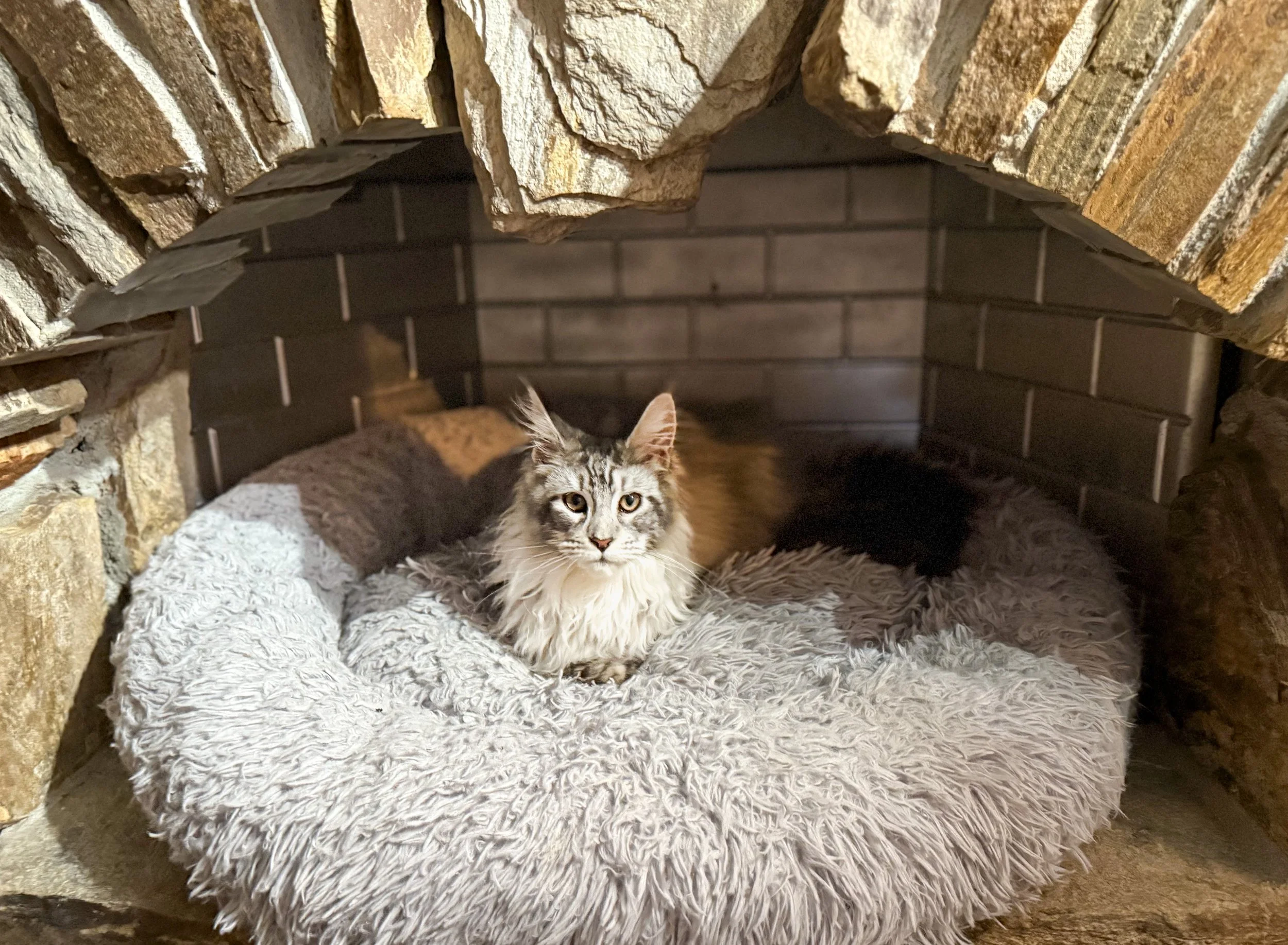 A long-haired cat lying on a fluffy beige bed inside a small brick and stone fireplace.