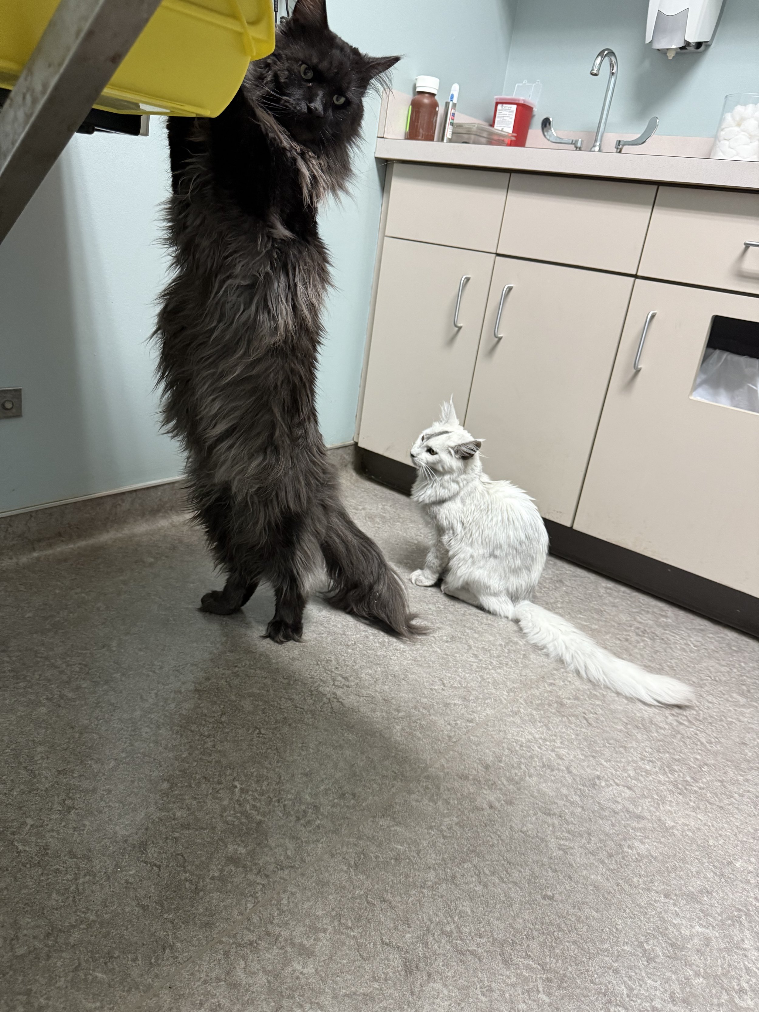 A large black Maine Coon cat standing on its hind legs next to a small white cat sitting on the floor in a veterinary clinic room.