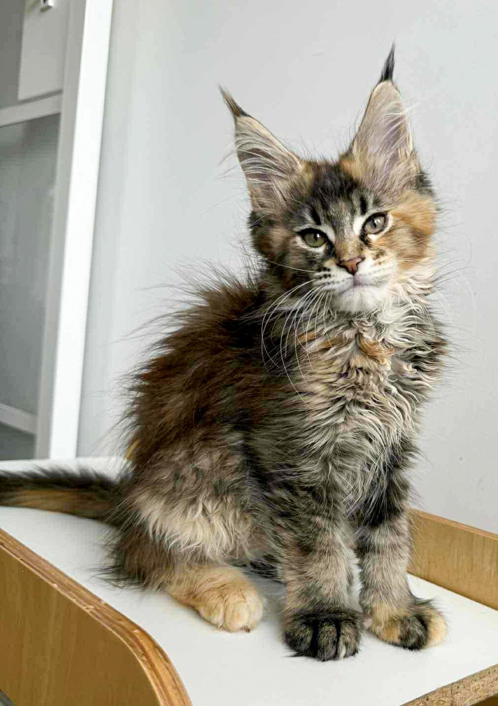 A young Maine Coon kitten with long, fluffy fur, pointed ears, and expressive eyes sitting on a wooden surface.