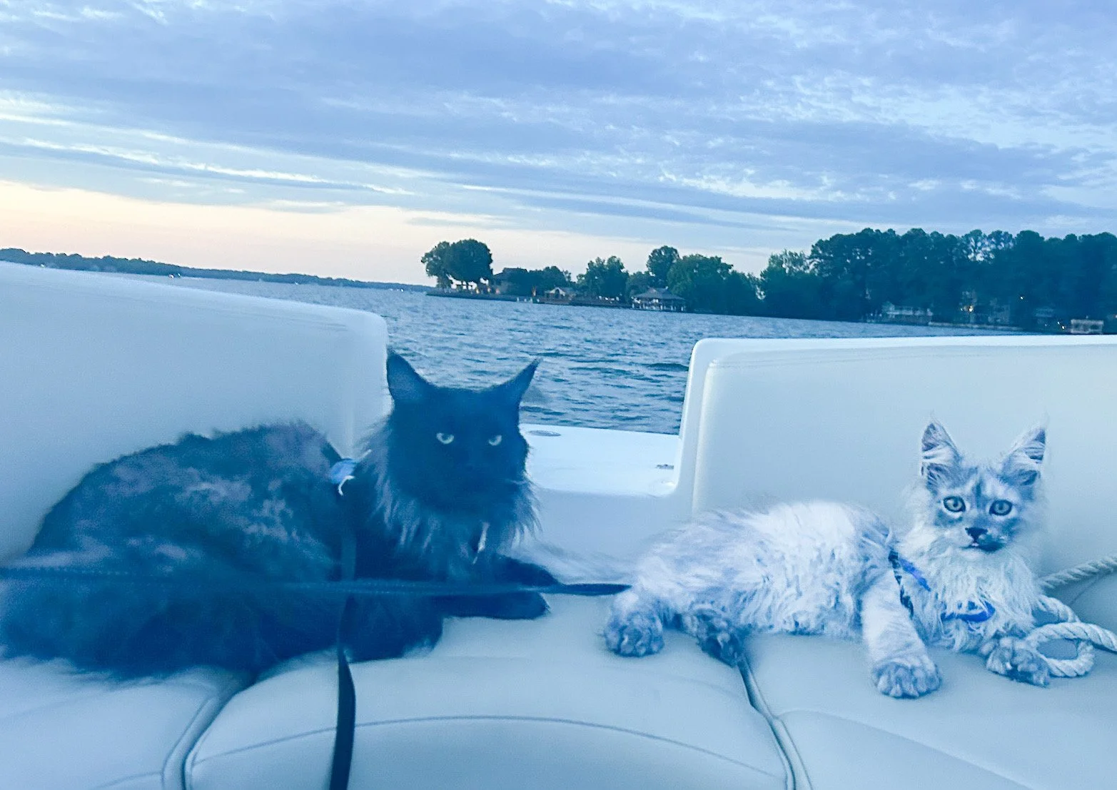 Two cats, one black and one light-colored with gray markings, sit on a white boat seat with water, trees, and houses in the background.