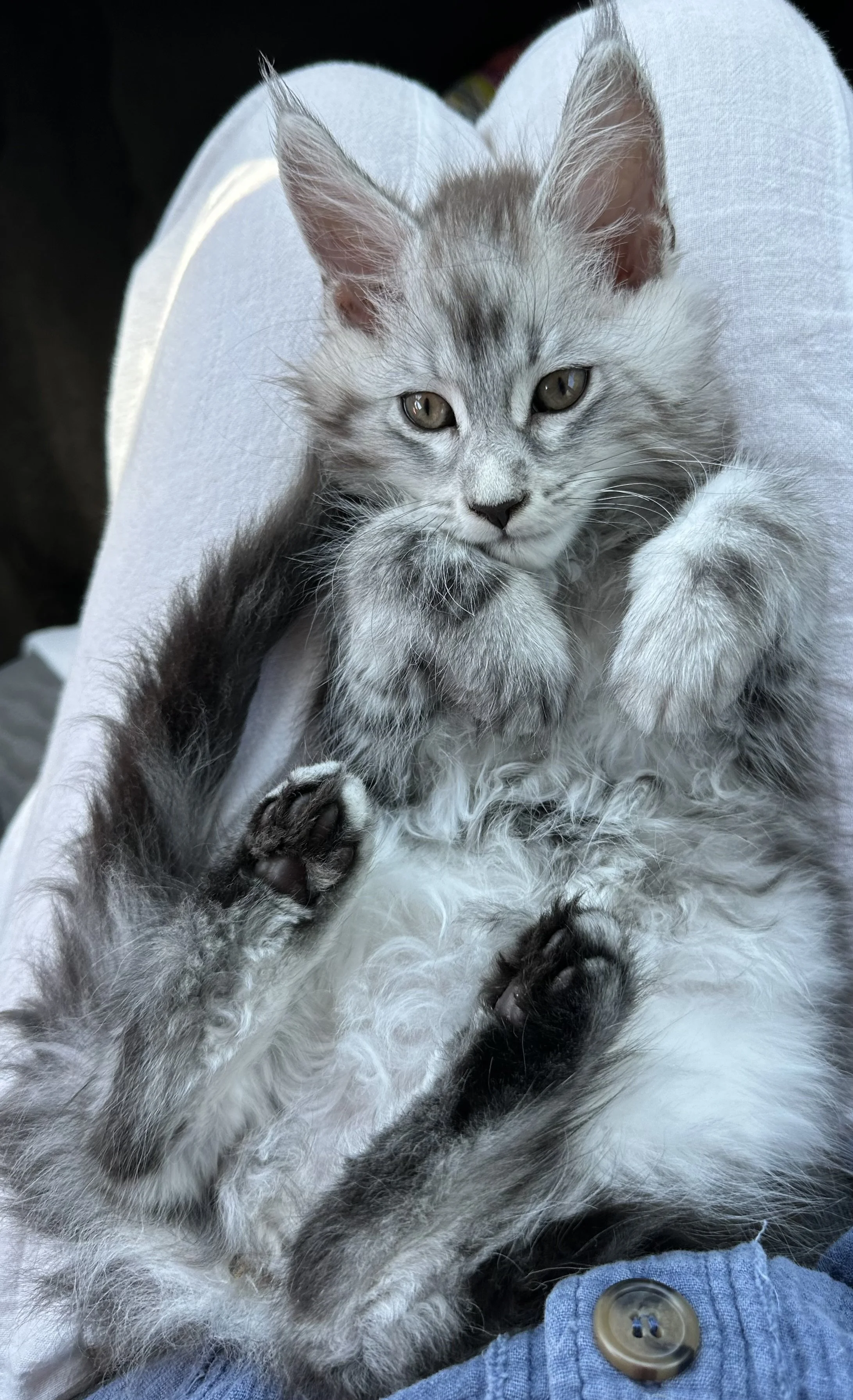 A gray and black striped Maine Coon kitten with green eyes lying on a person's lap, with its paws close to its face, looking at the camera - Mainecoon Gods LLC