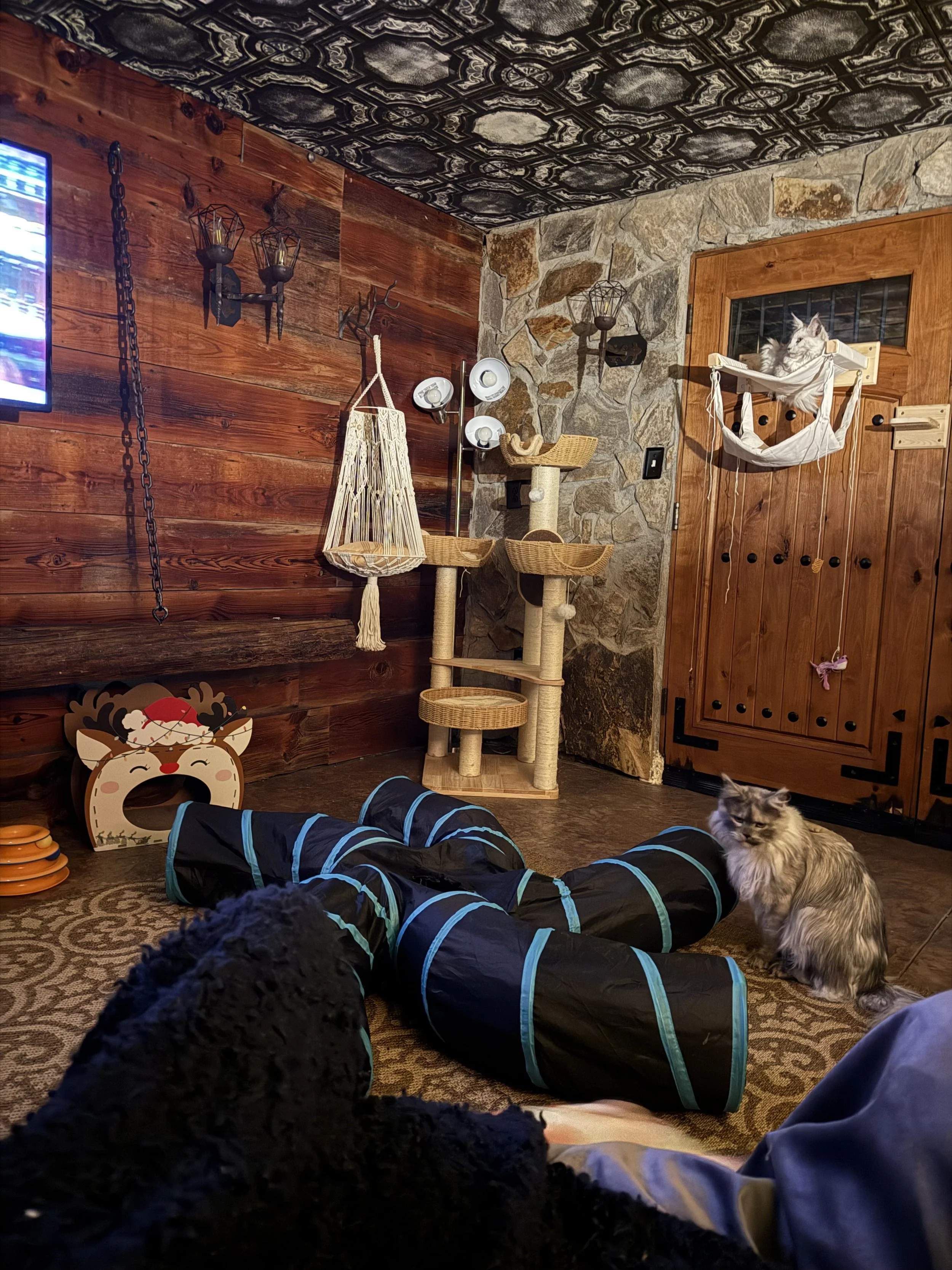A cozy room with wooden walls and stone accents, decorated with cat-themed items and pet furniture. Two Maine Coon cats are present: one sitting near the door and another on a hammock. The room has a tunnel toy and a reindeer-shaped decoration