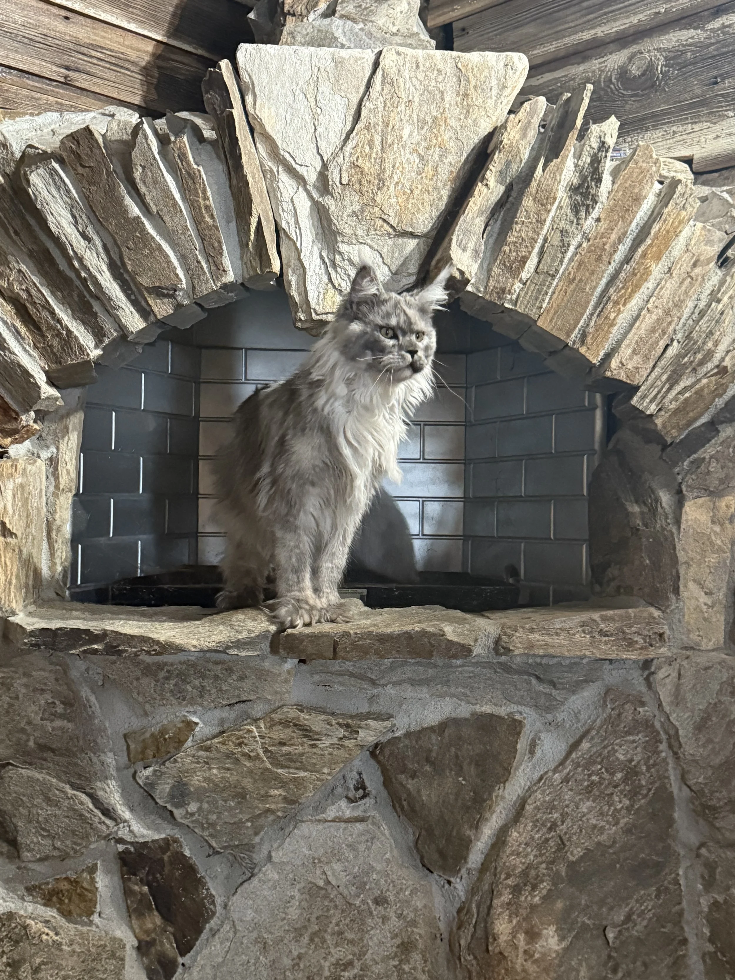 A long-haired tabby Maine Coon cat sitting on a stone hearth in front of a fireplace with a stone and brick arch - Mainecoon Gods LLC