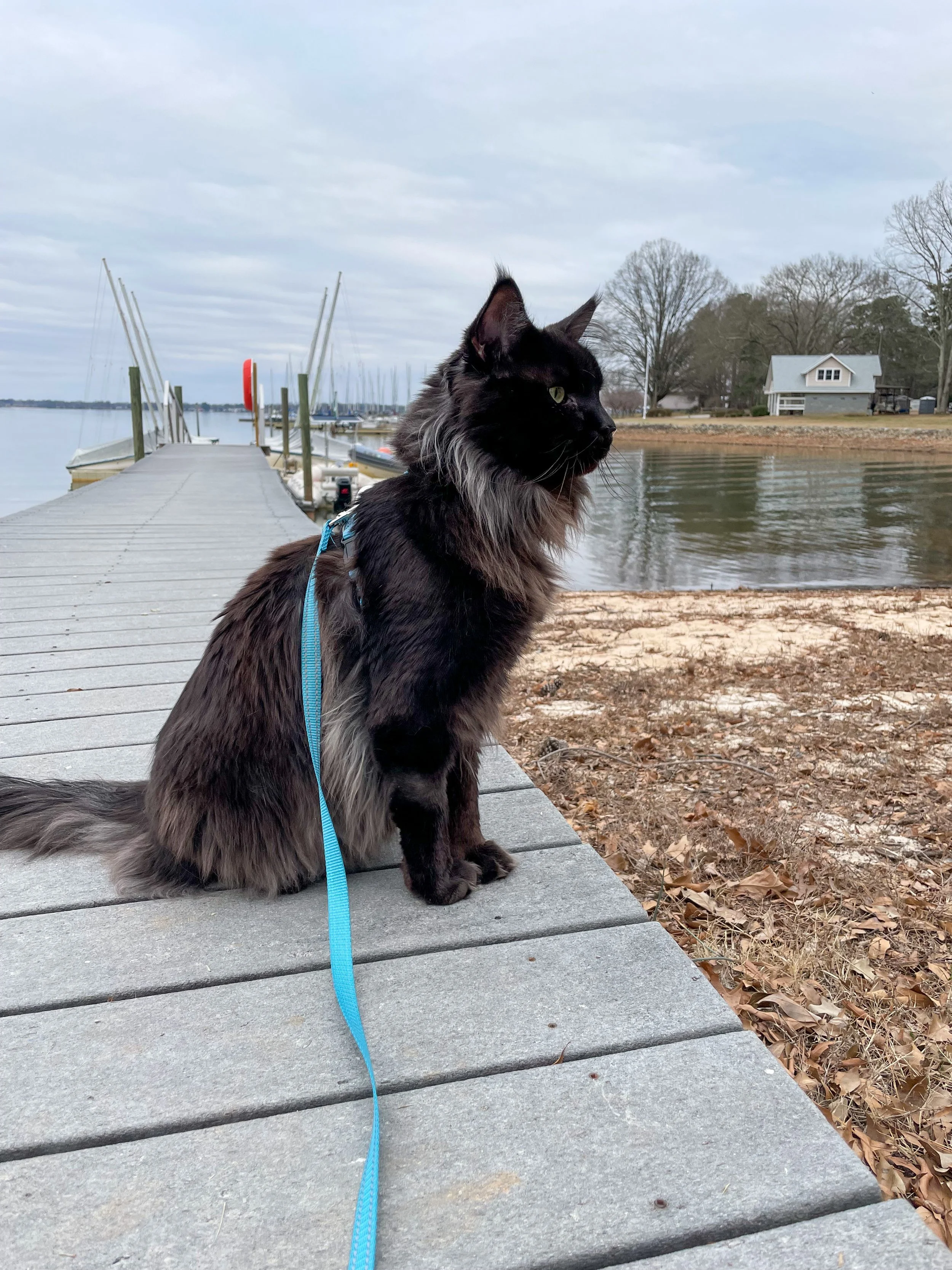A black and gray long-haired cat wearing a blue harness sitting on a wooden dock by a lake, with boats moored in the background and a house on the shore.