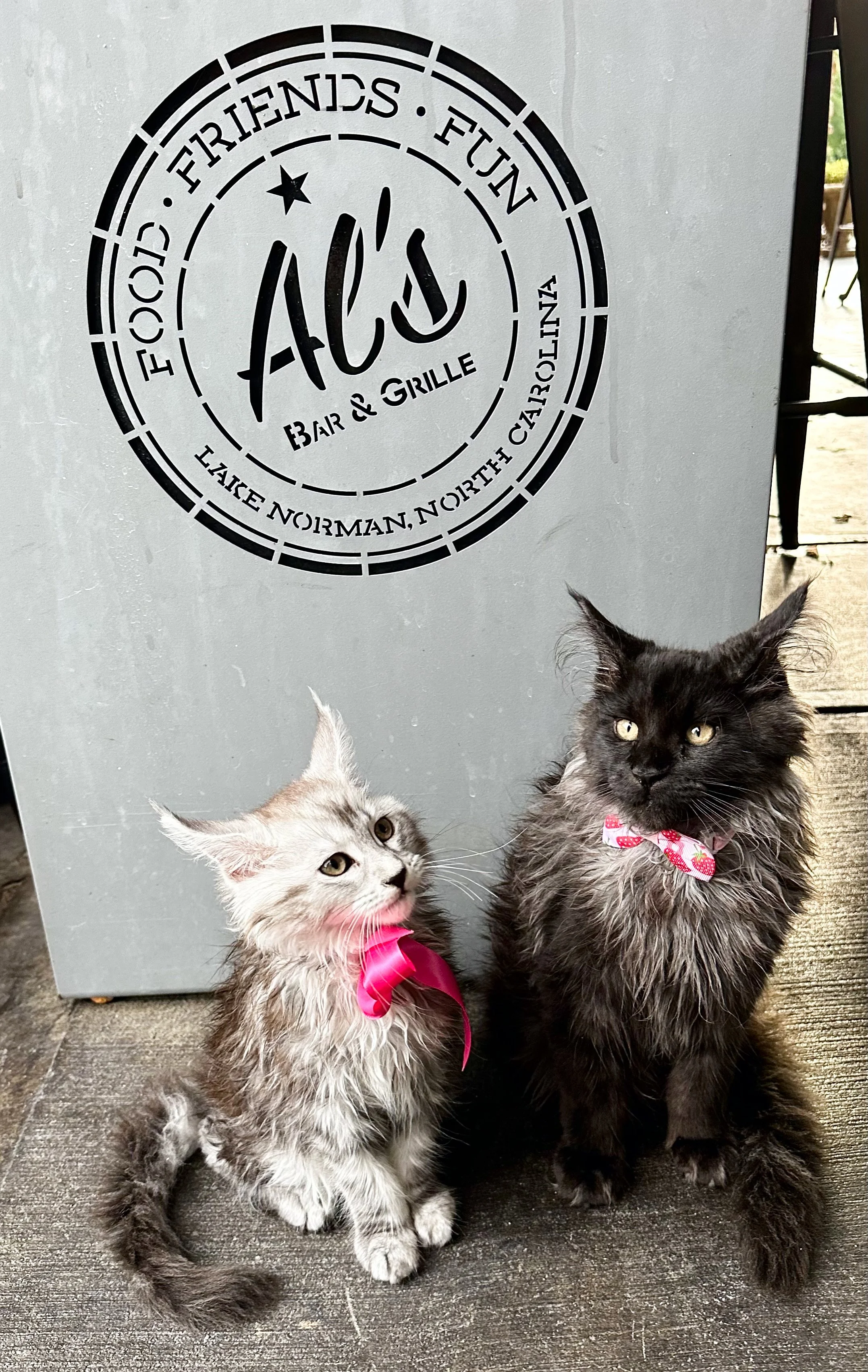 Two Maine Coon cats, one light-colored with a pink bow and the other black with a pink and white bow, sitting on a wooden surface in front of a sign for AL's Bar & Grill. The sign mentions North Carolina - Mainecoon Gods LLC
