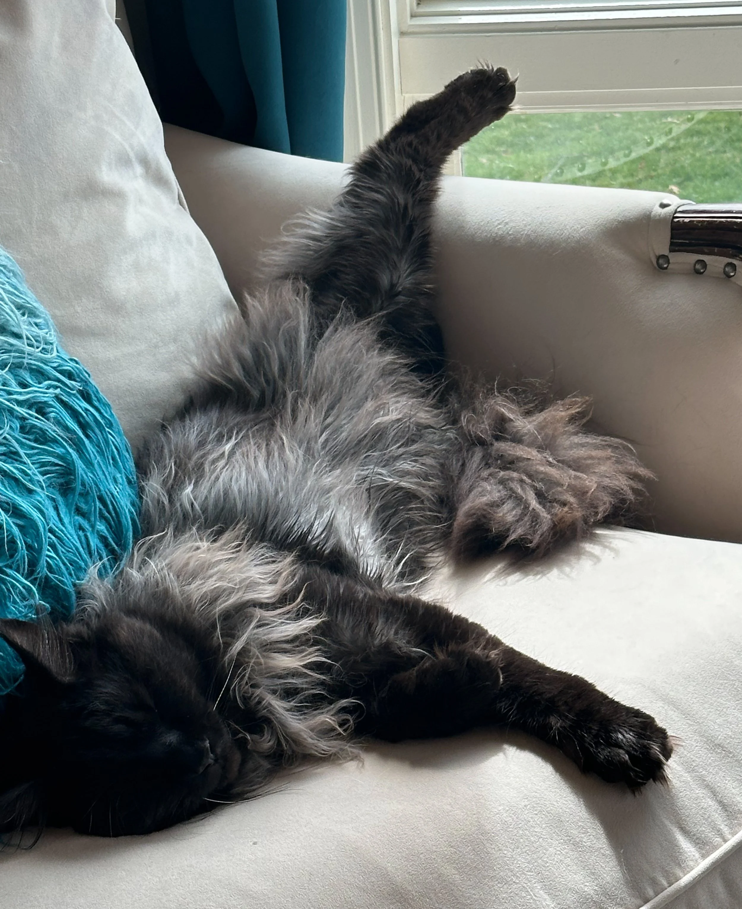 A long-haired black and gray cat lying on a light-colored sofa, stretched out in a relaxed pose near a window.