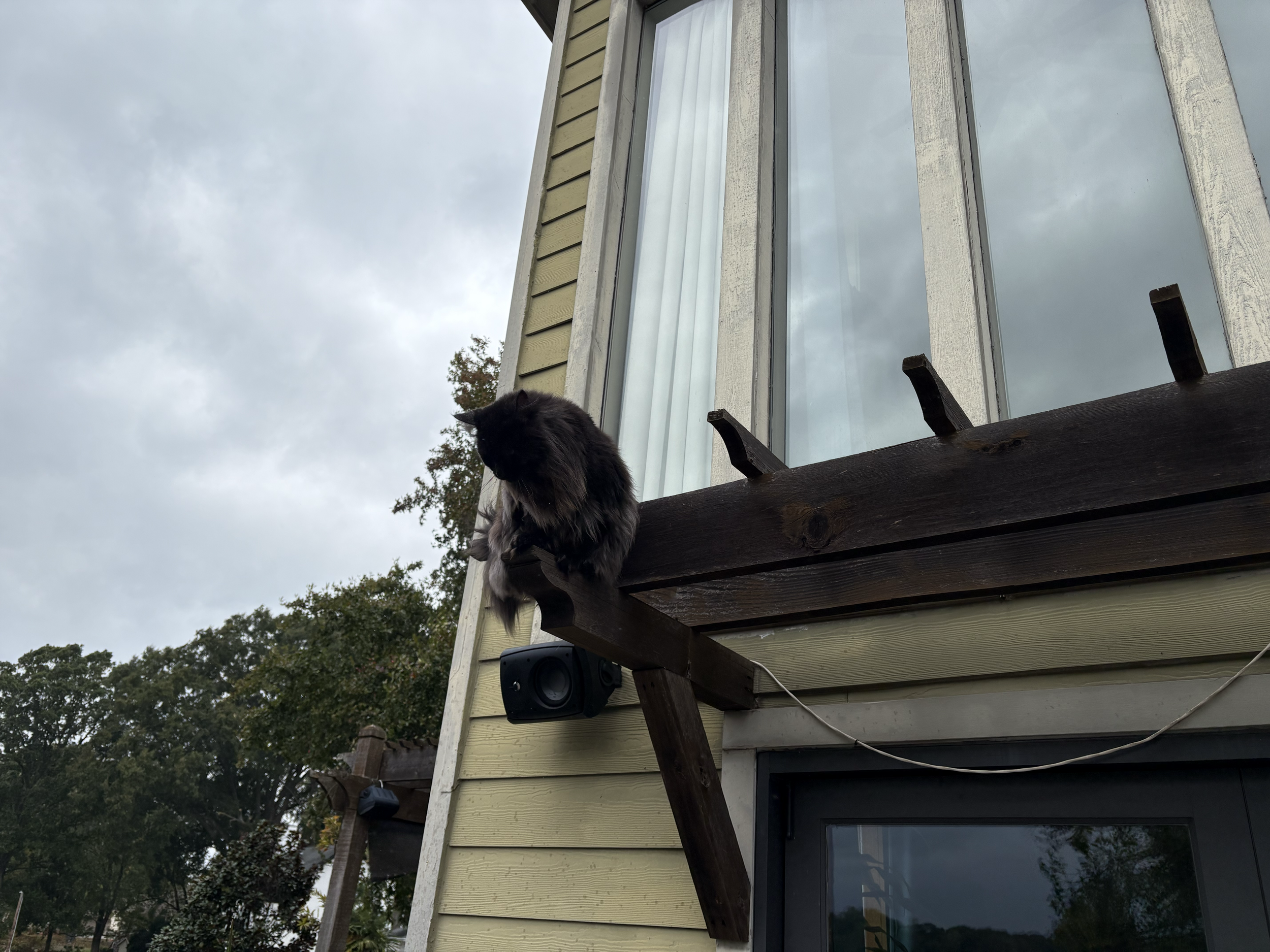 Black cat sitting on a wooden balcony railing outside of a house with yellow siding and large windows, with trees and cloudy sky in the background.